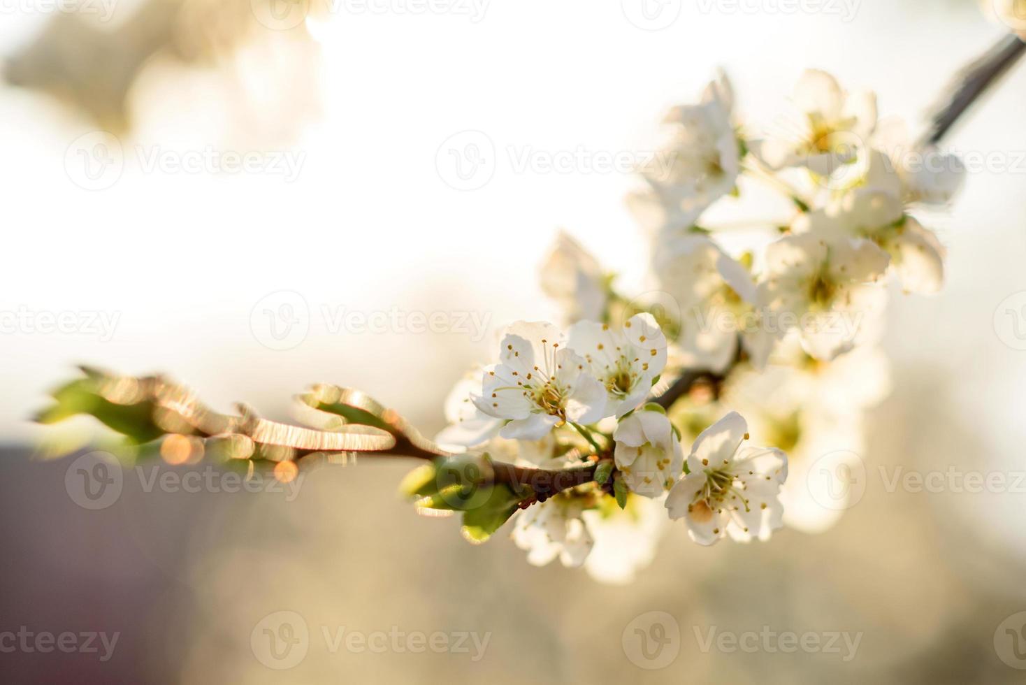 arbre de fleur de prunier dans un jardin de campagne près d'une maison de campagne photo