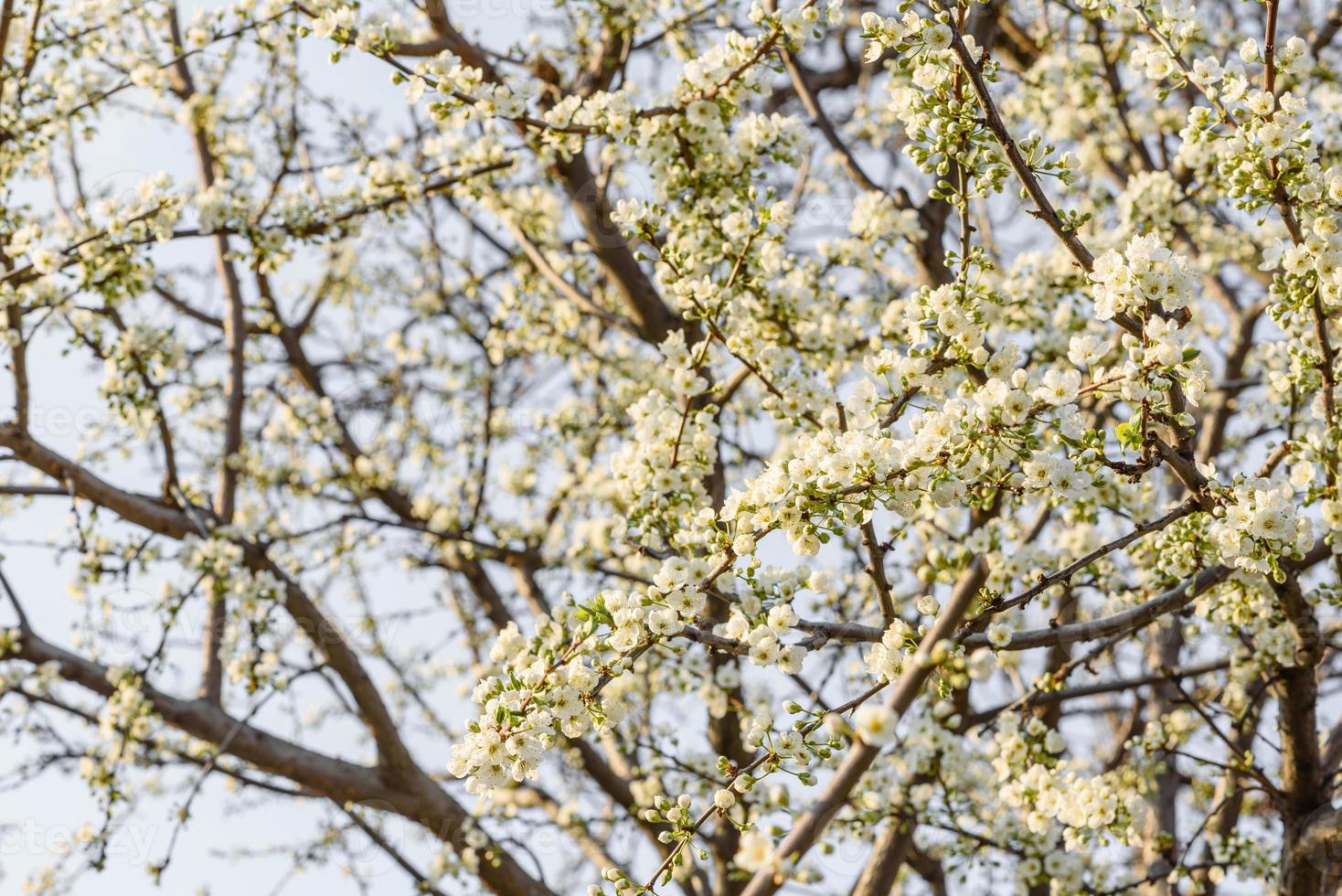 arbre de fleur de prunier dans un jardin de campagne près d'une maison de campagne photo