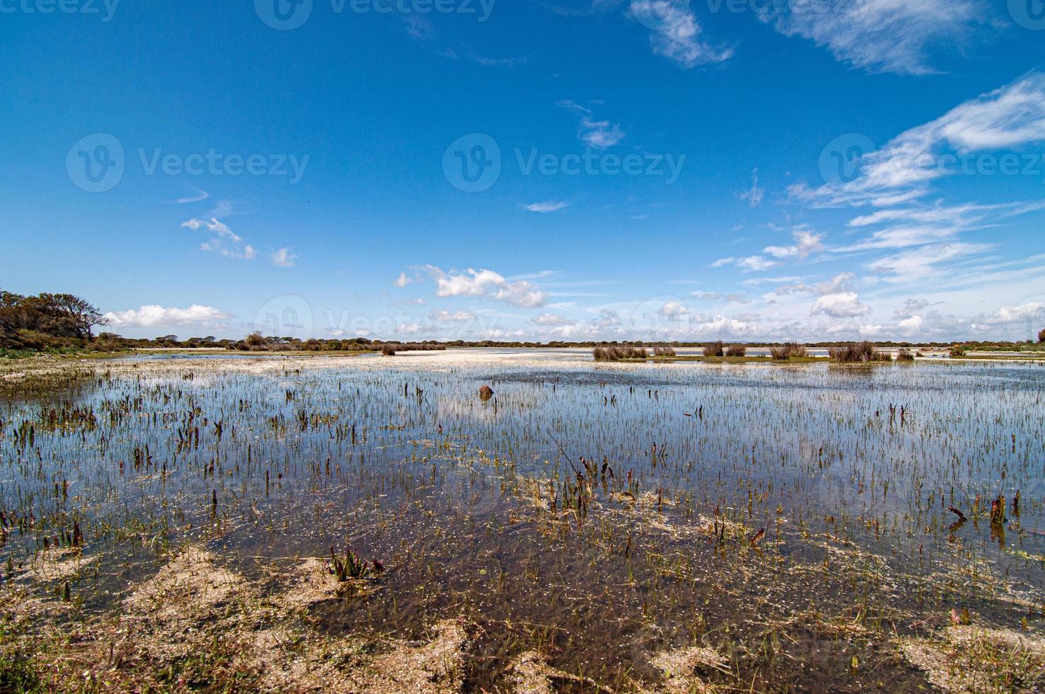 mer calme et plantes au bord photo