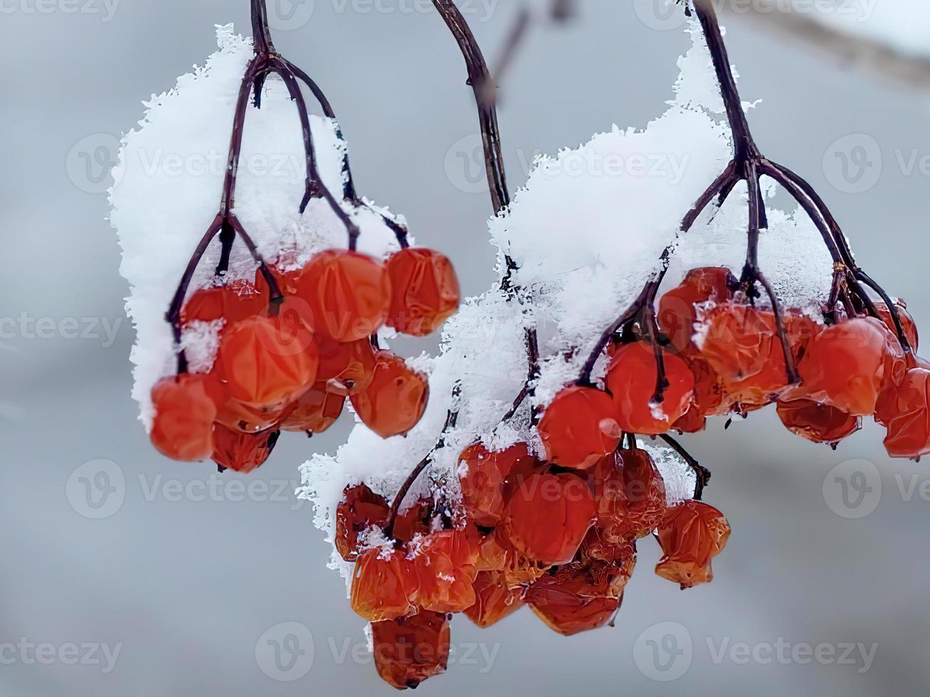 baies rouges dans la neige photo