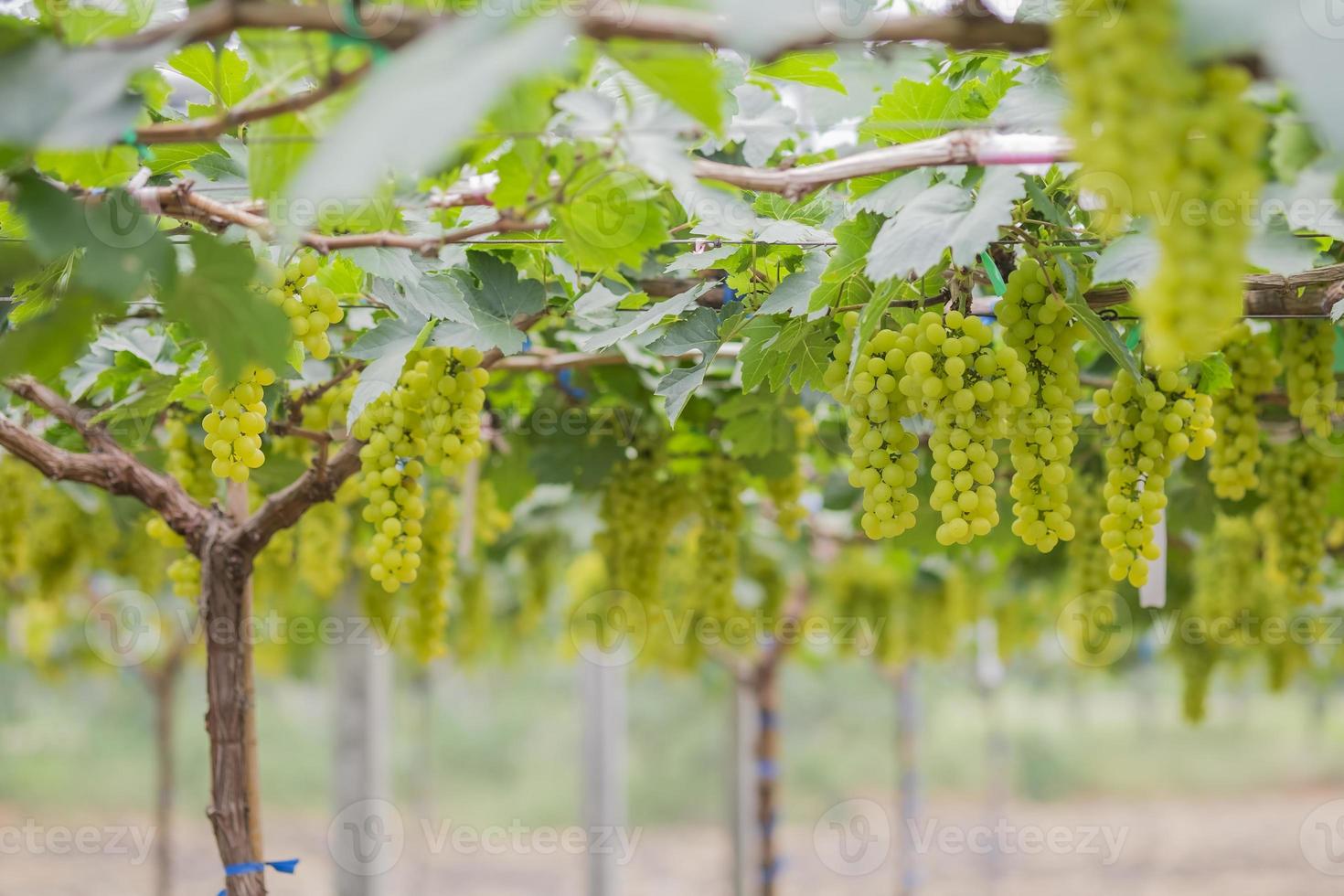 raisins verts frais sur les vignobles tak, thaïlande. photo
