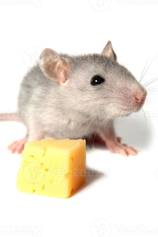 souris et fromage photo