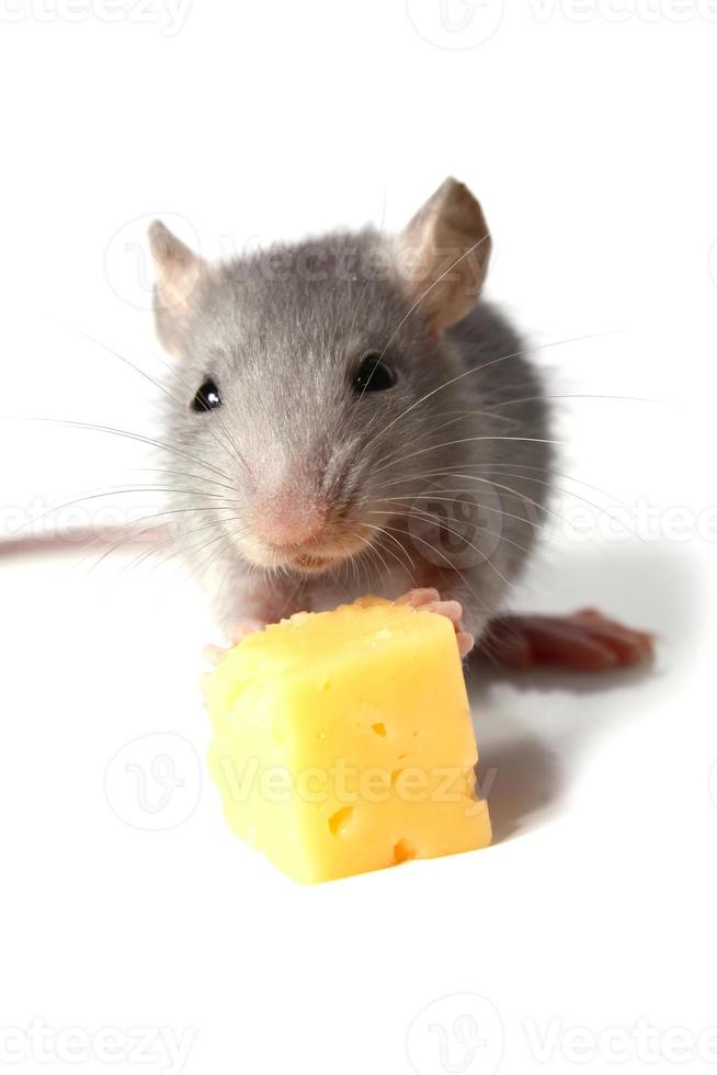 souris et fromage photo