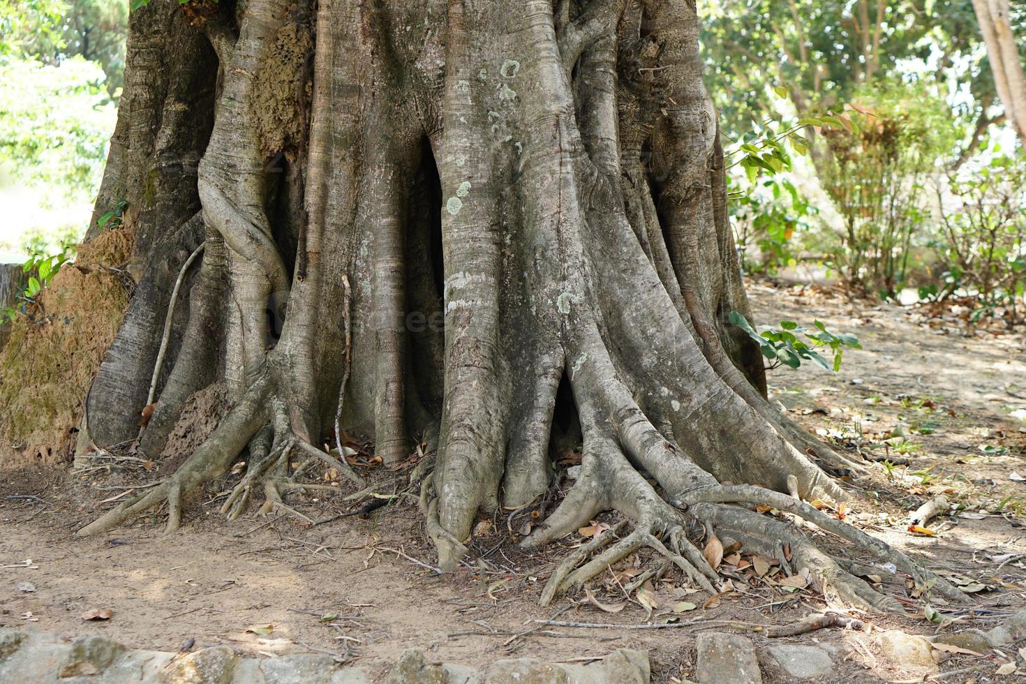 racines d'un grand arbre bodhi photo
