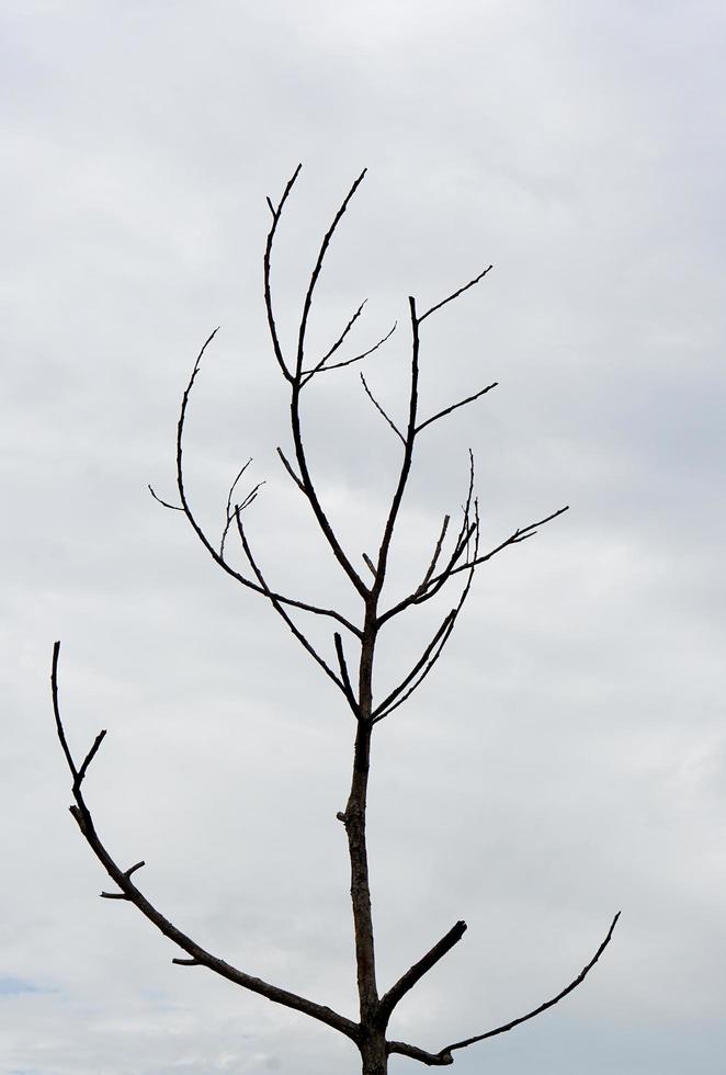 fond de ciel de branches d'arbres morts photo