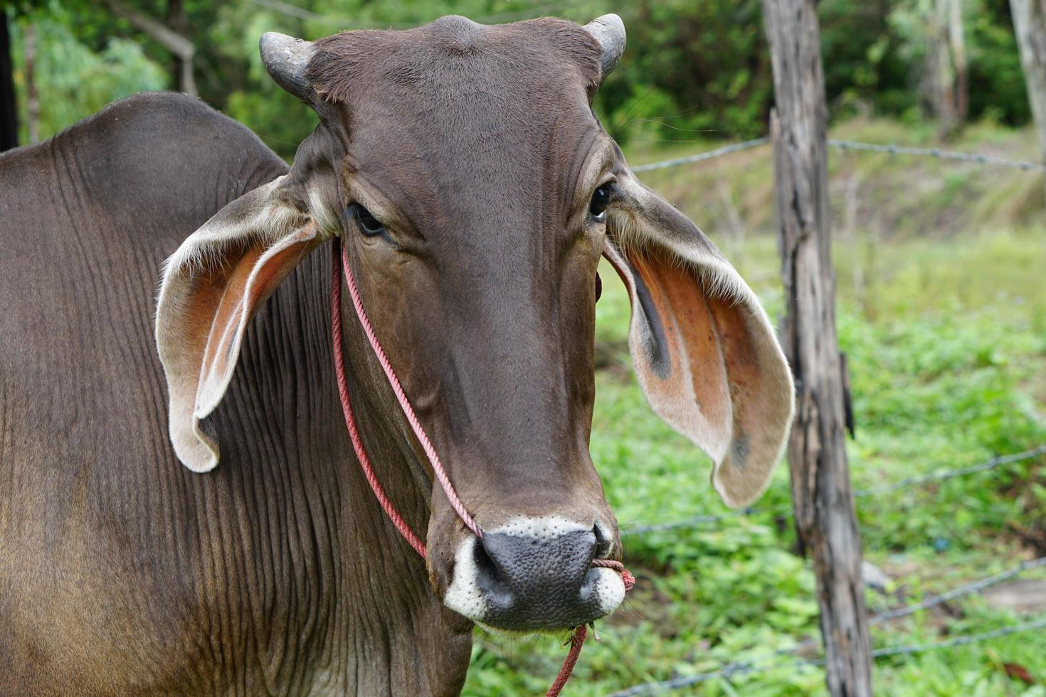 vache curieuse mangeant de l'herbe sur le terrain. photo