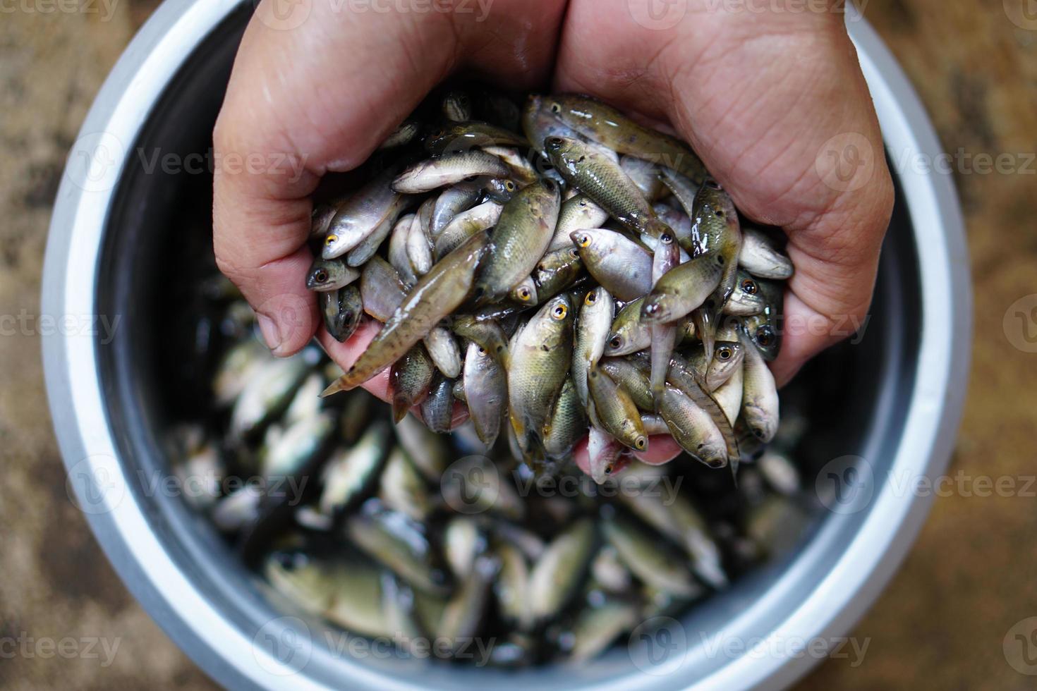 petit poisson dans le champ riche en calcium photo