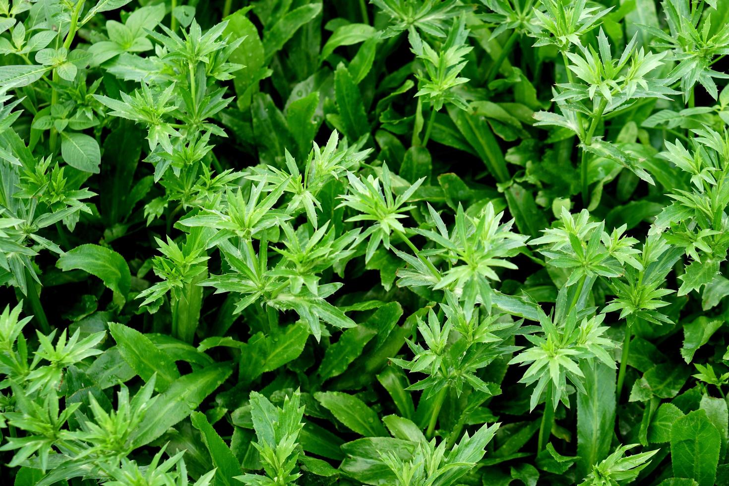 herbe puante, coriandre longue, coriandre en dents de scie, herbe puante, eryngium dans le potager photo