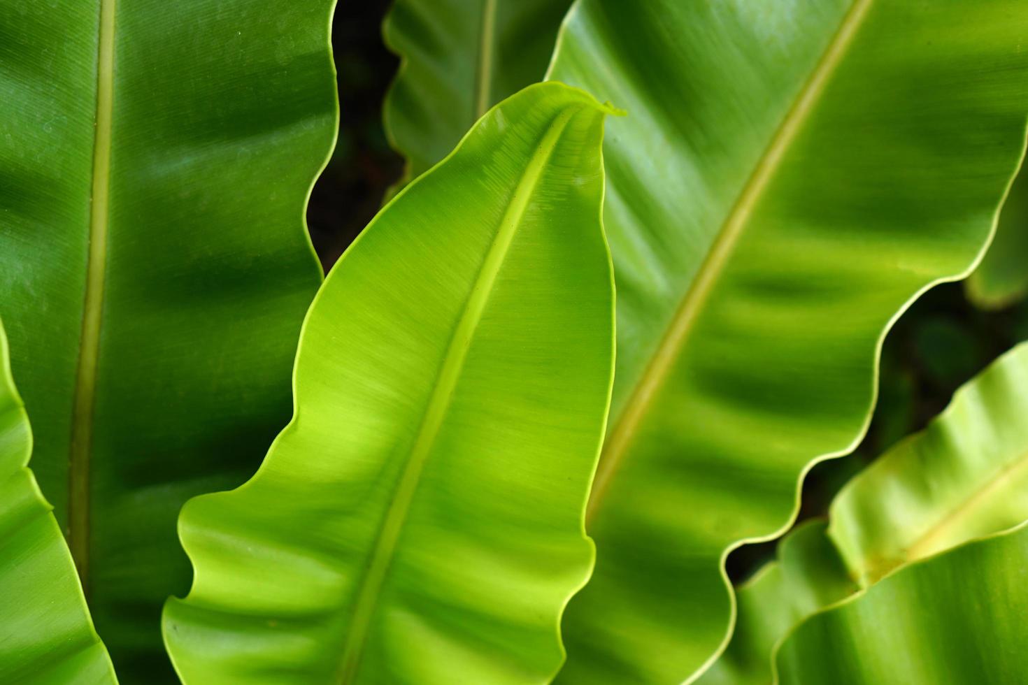 feuilles tropicales, texture de feuilles vertes abstraites, fond de nature photo