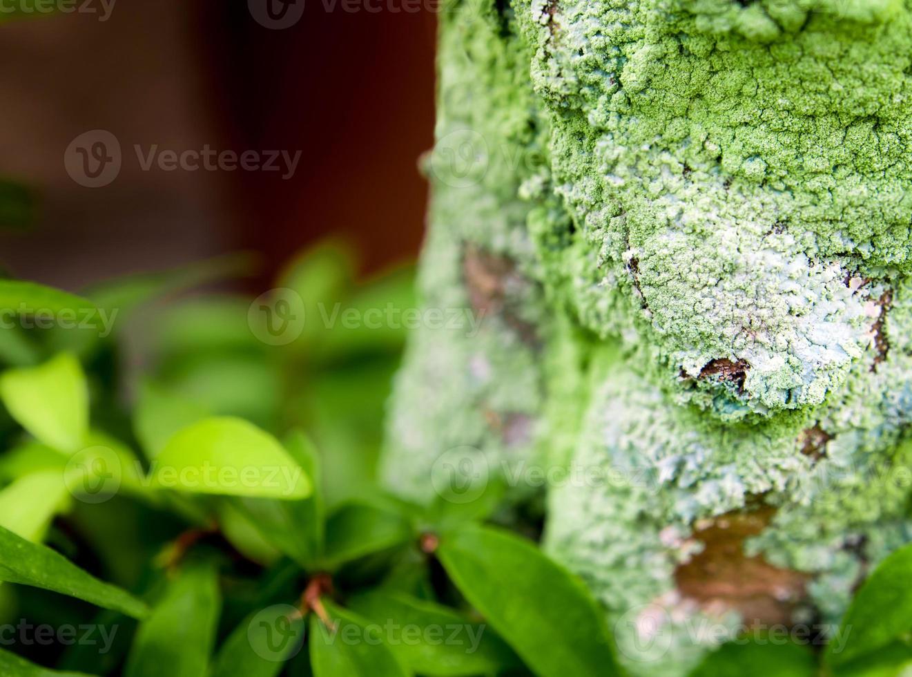 beau lichen vert, mousse et algues poussant sur le tronc d'arbre photo