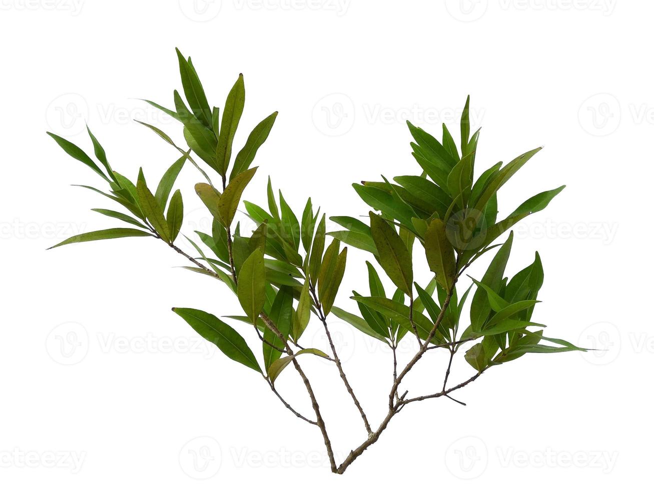 Syzygium oleana feuilles sur fond blanc photo