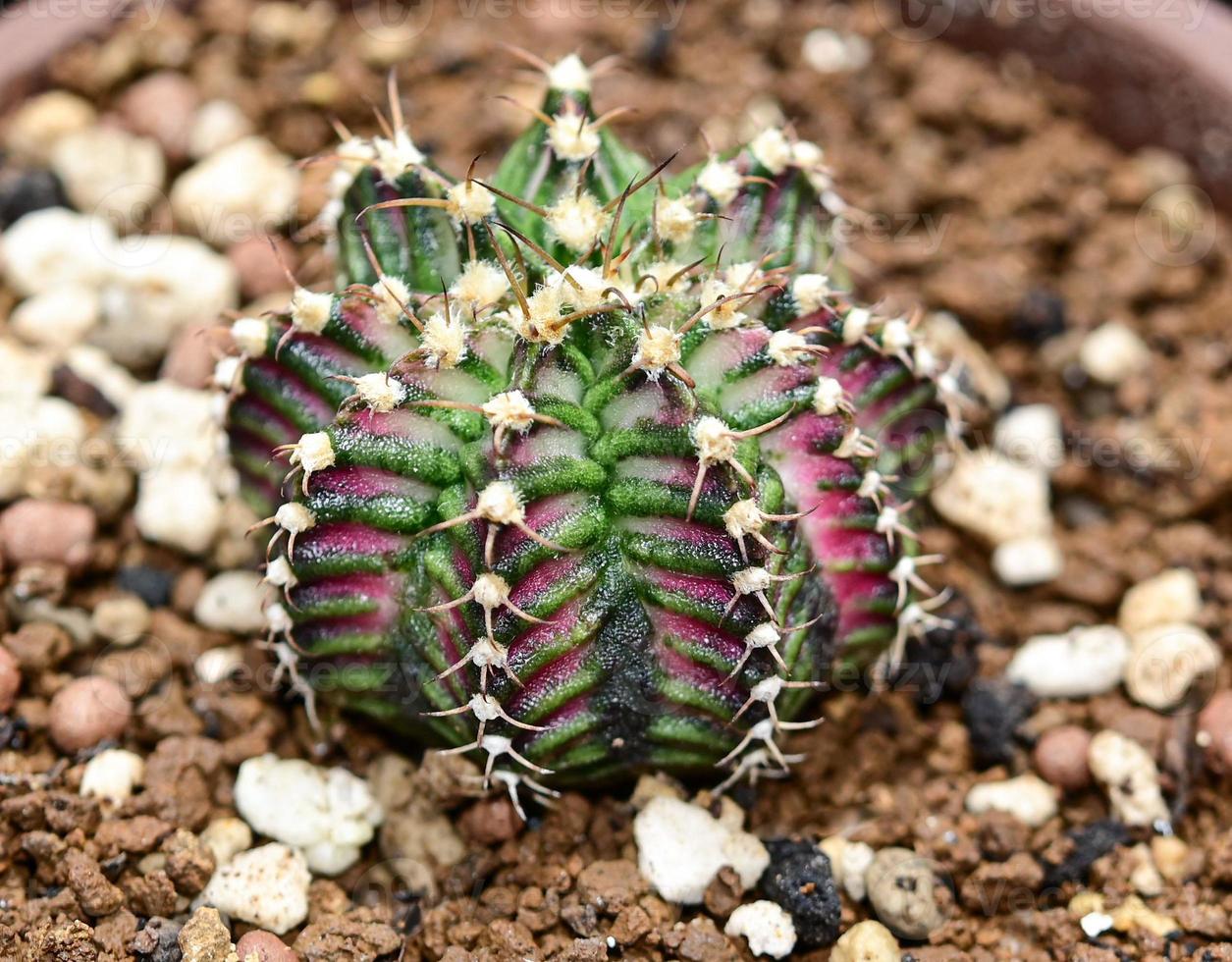 cactus, plantes du désert, plantes ornementales, plantes en pot, plantes résistantes à la sécheresse. photo