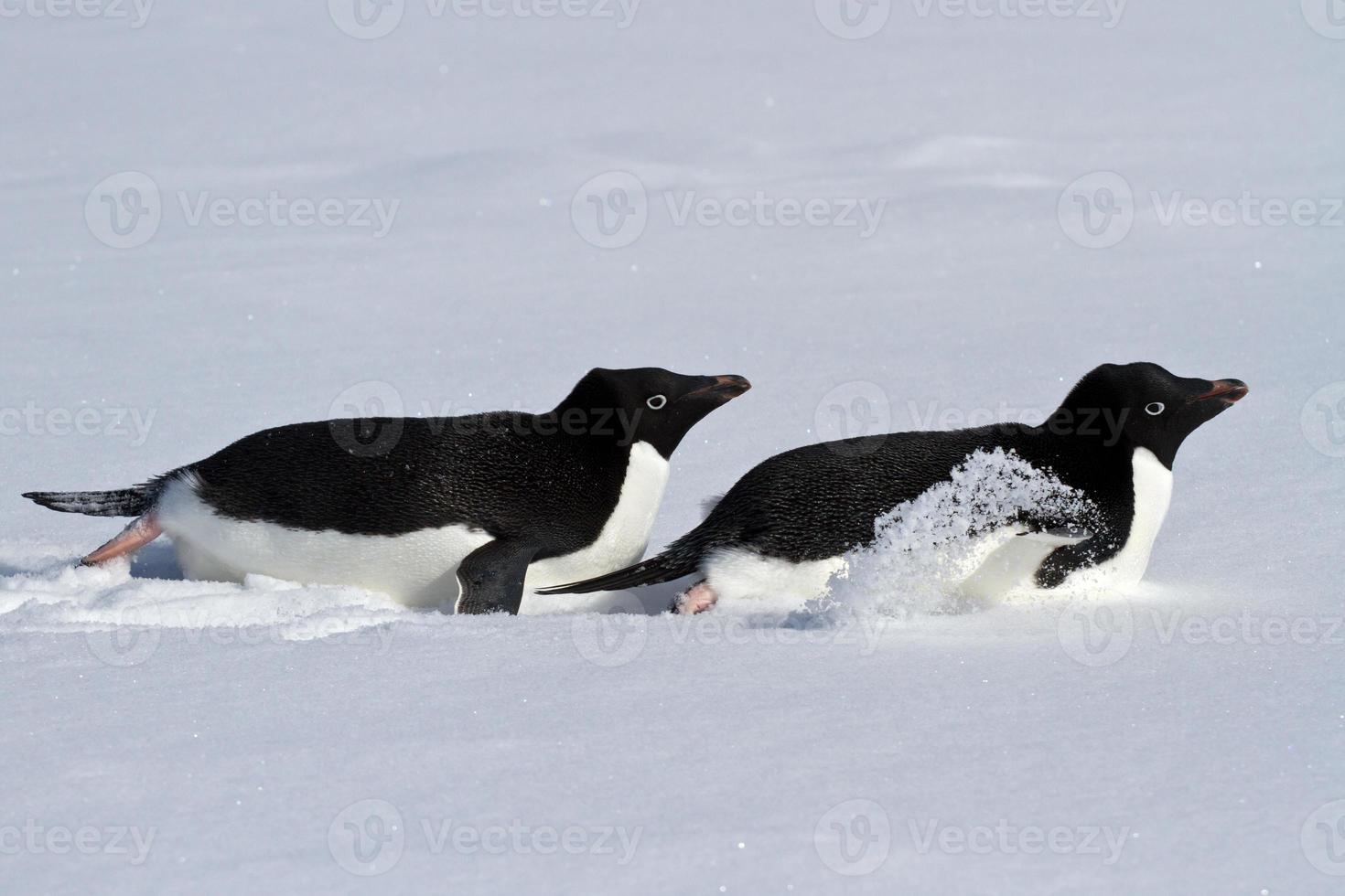 deux adelie pingouin qui rampent sur le ventre photo