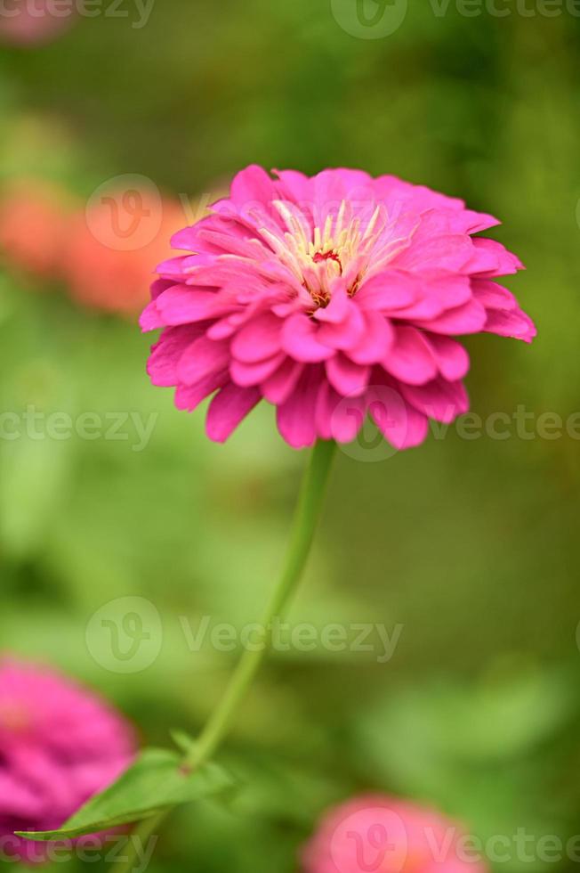 fleurs de zinnia, fleurs colorées, fleurs tropicales, fleurs thaïlandaises, gros plan. photo