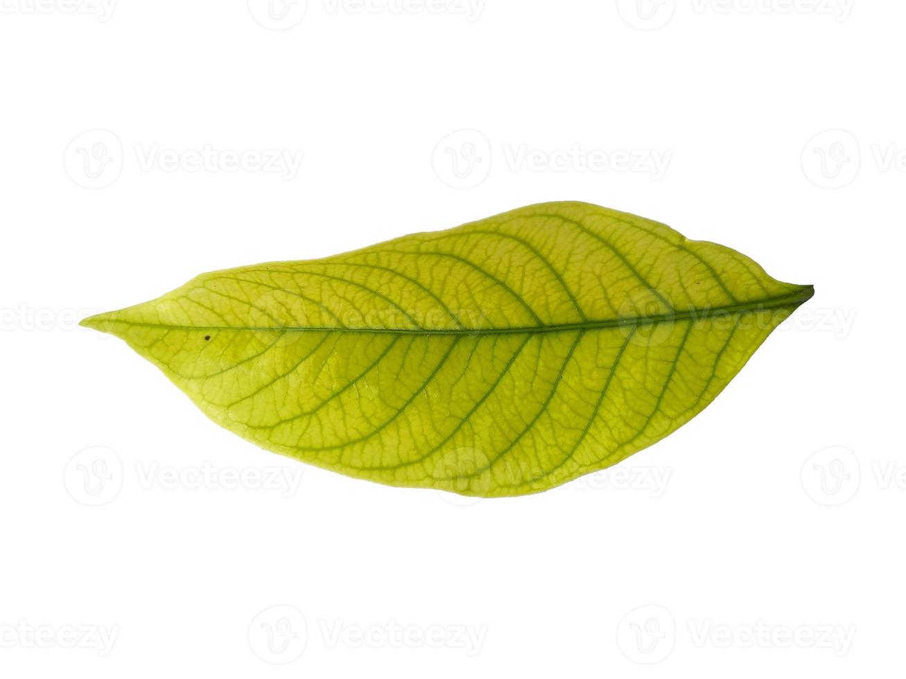 Kacapiring ou gardénia augusta ou feuilles de jasmin du Cap isolés sur fond blanc photo