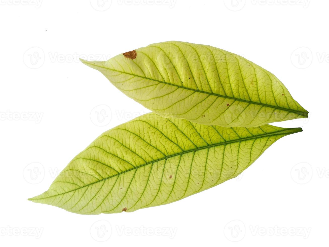 Kacapiring ou gardénia augusta ou feuilles de jasmin du Cap isolés sur fond blanc photo