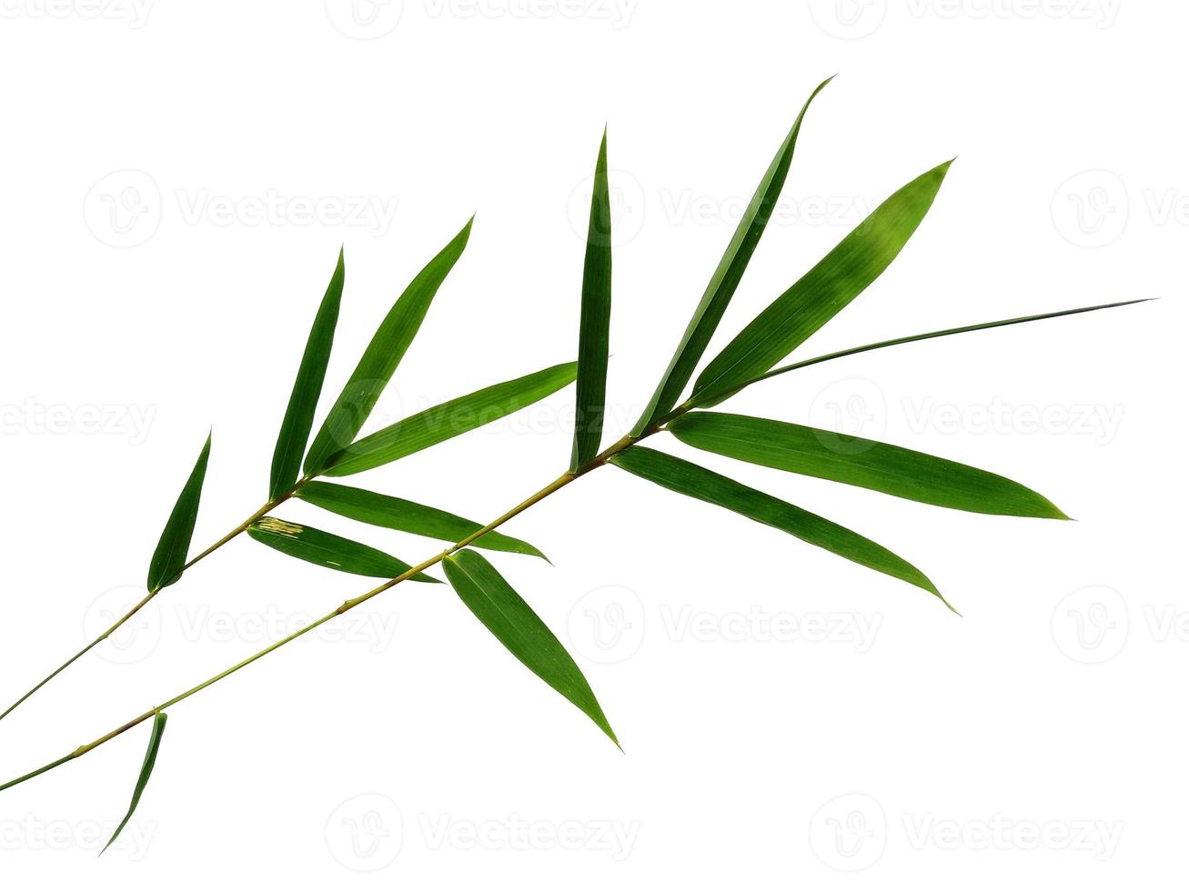 feuilles de bambou isolés sur fond blanc. feuille de bambou sur fond blanc photo