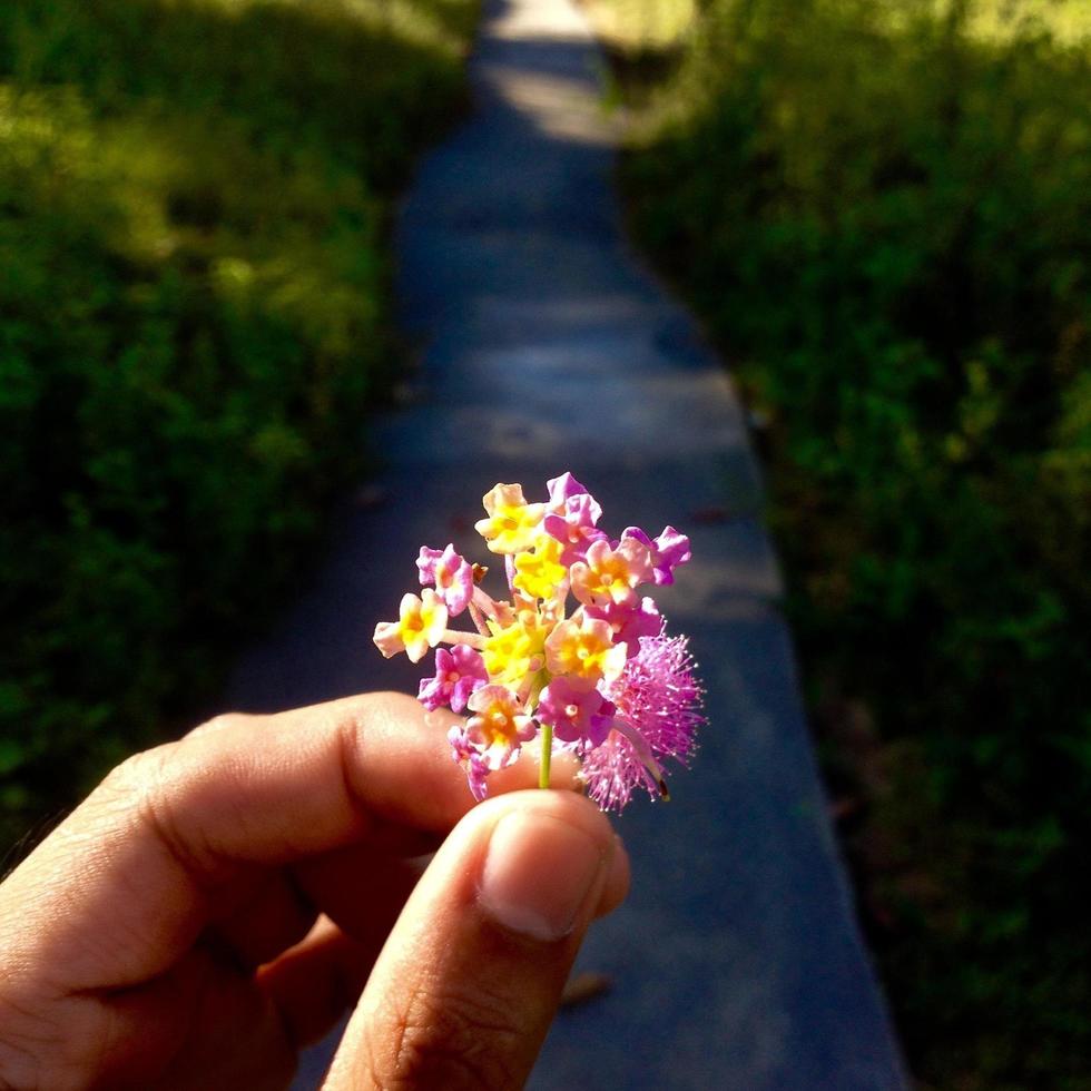 main tenant une fleur photo
