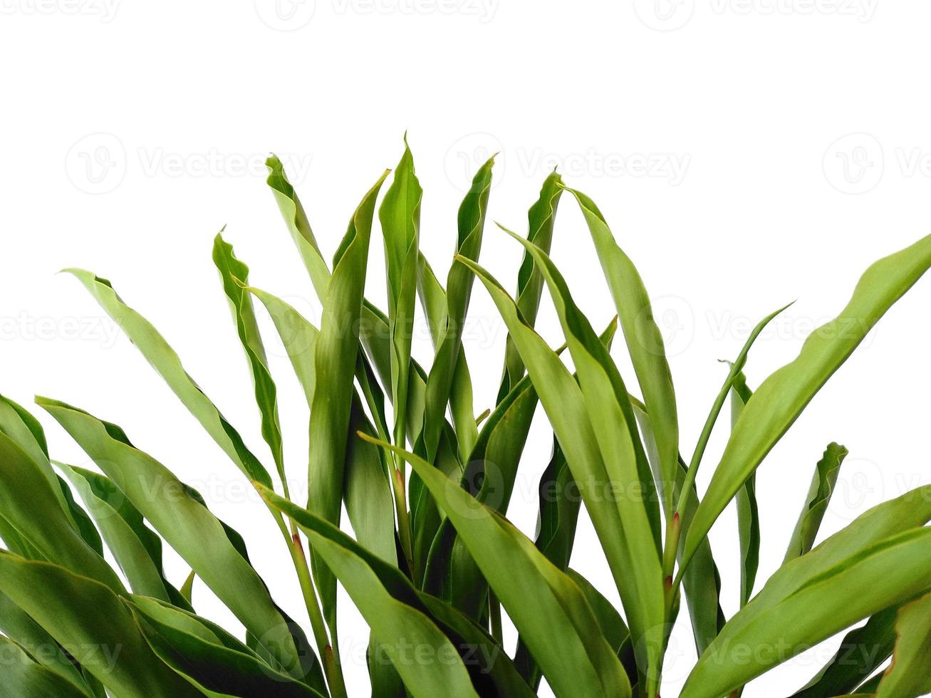 feuilles vertes ou arbre isolé sur fond blanc photo