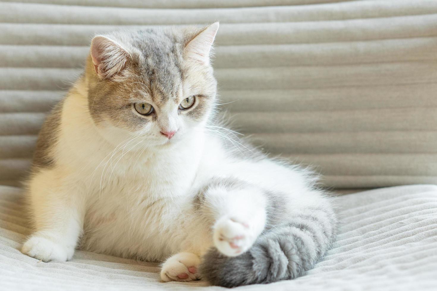 chat mignon regardant autour, concept d'animaux de compagnie, animaux domestiques. gros plan, portrait, de, chat, séance, regarder autour photo