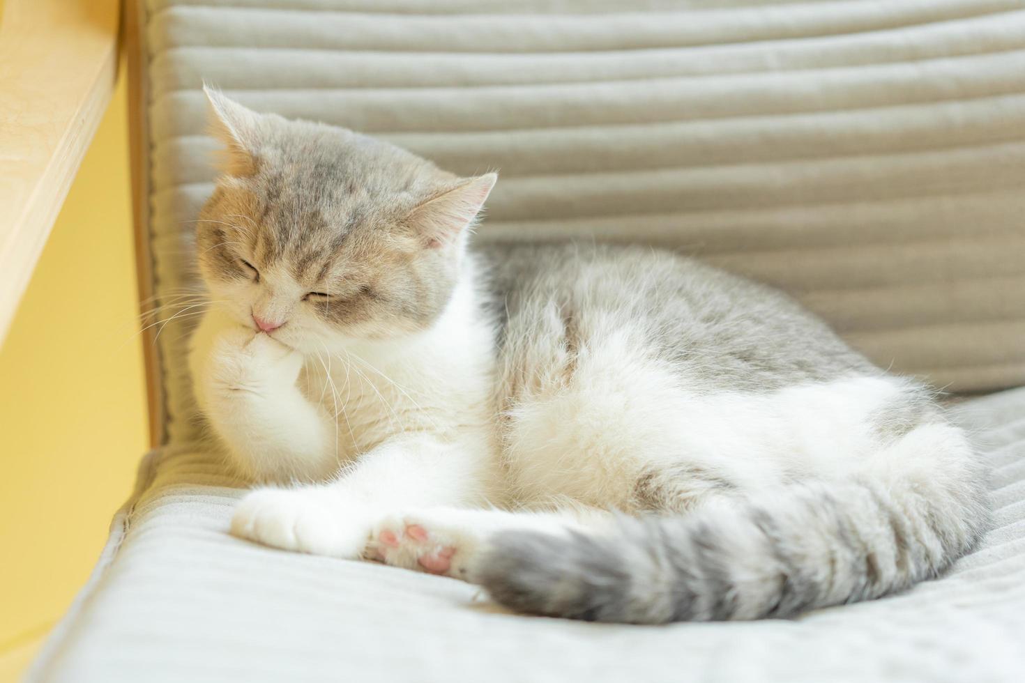 chat se toilettant à la maison. chat léchant les pattes et se lavant le visage. photo