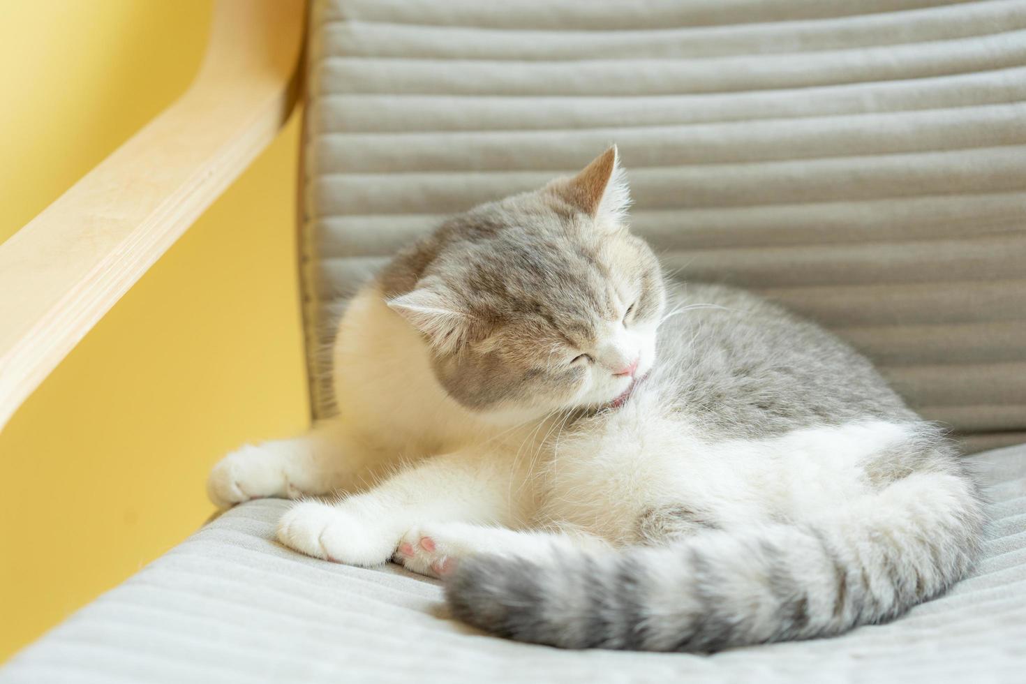 chat se toilettant à la maison. chat léchant les pattes et se lavant le visage. photo