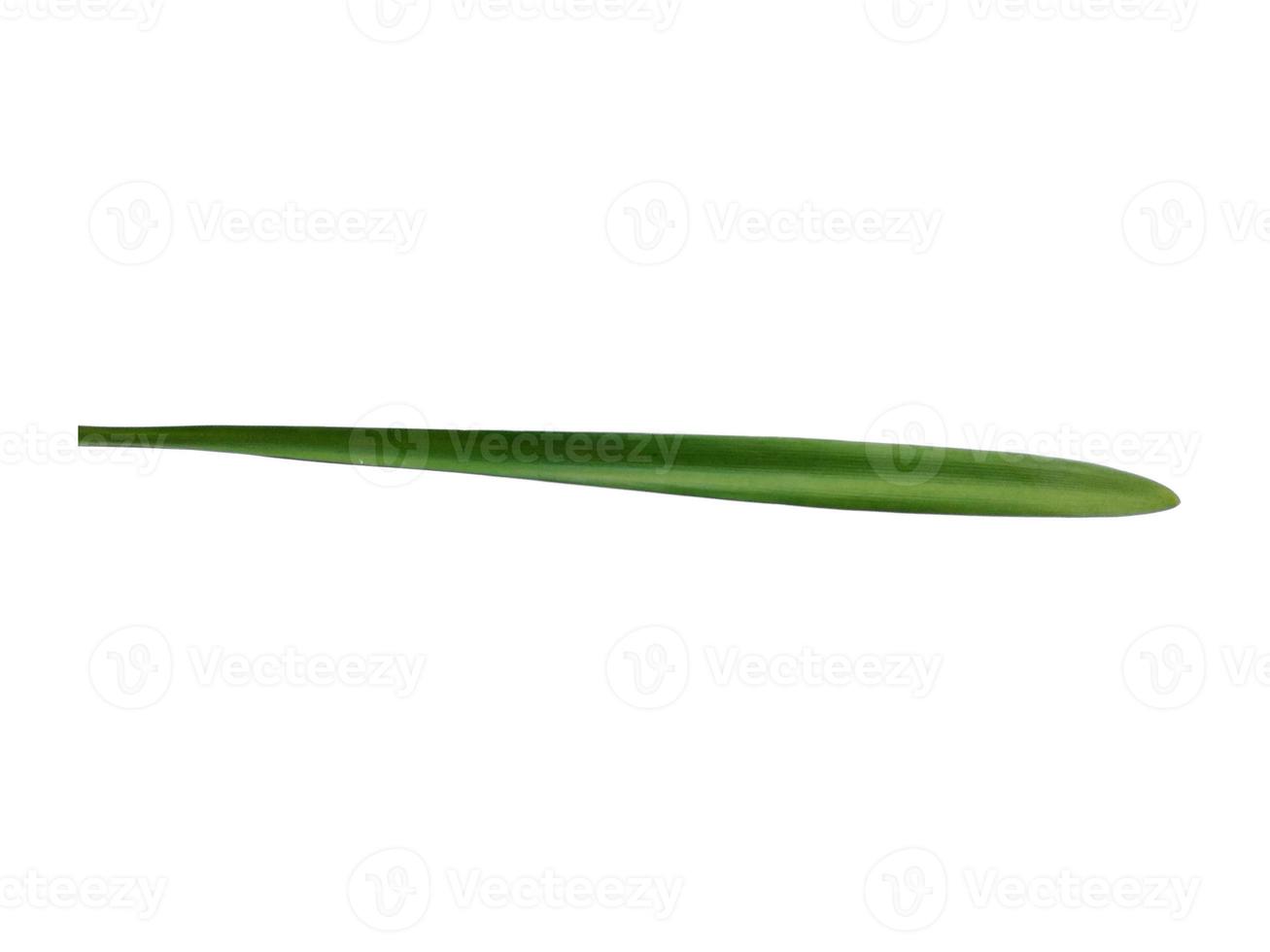 feuille de lilium ou feuilles de lys isolées sur fond blanc. feuilles vertes sur fond blanc photo