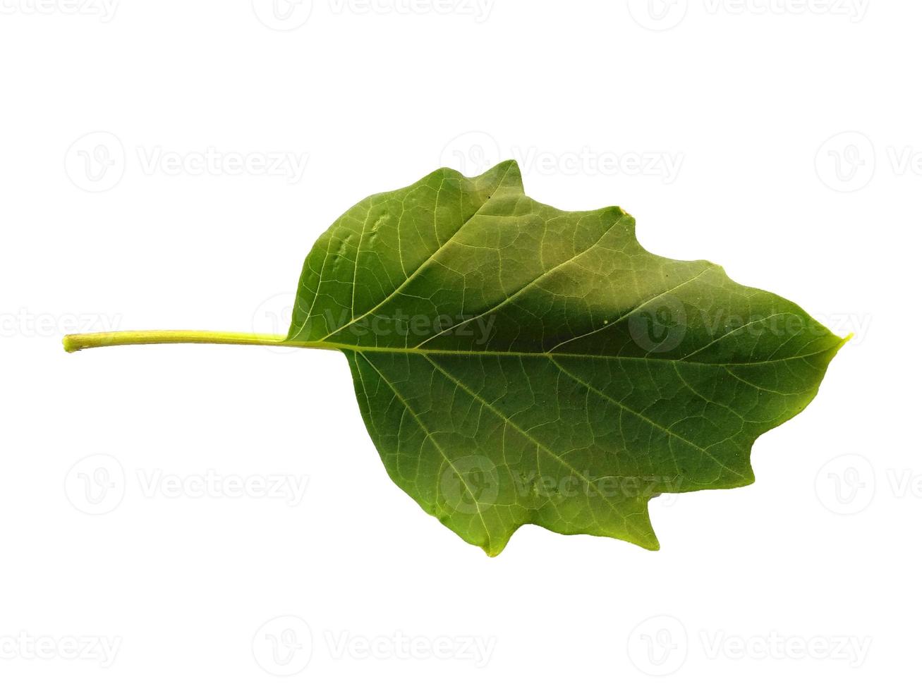 Feuilles de trompette du diable ou feuille de datura metel isolé sur fond blanc photo