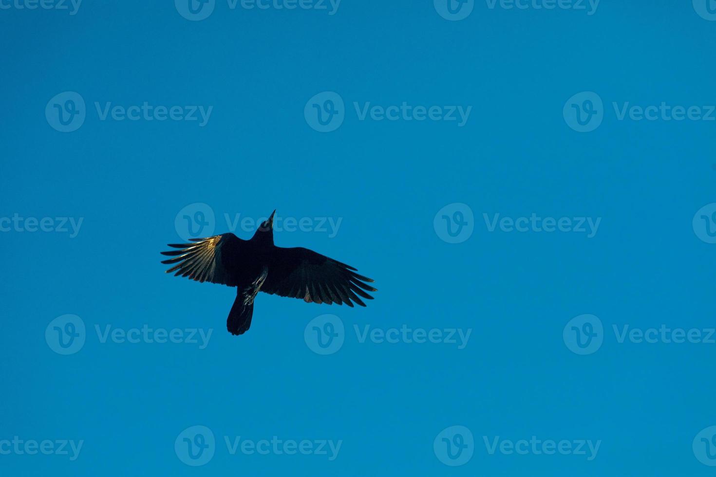 corbeau volant sous le ciel bleu photo