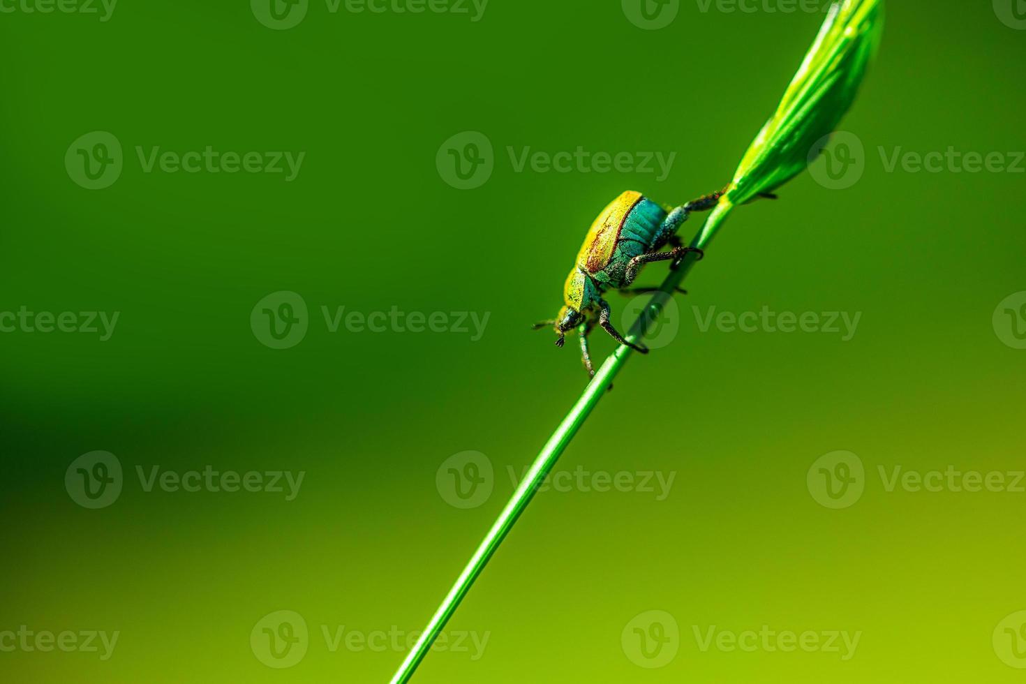petit coléoptère vert grimpant sur l'herbe photo