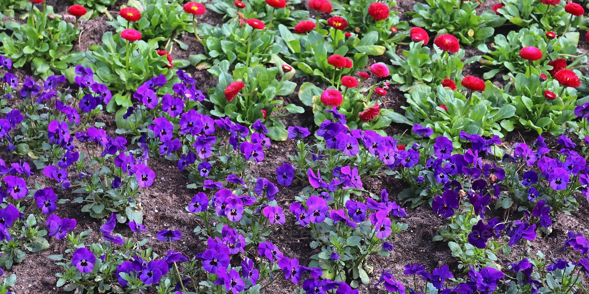 belles fleurs dans un jardin européen de différentes couleurs photo