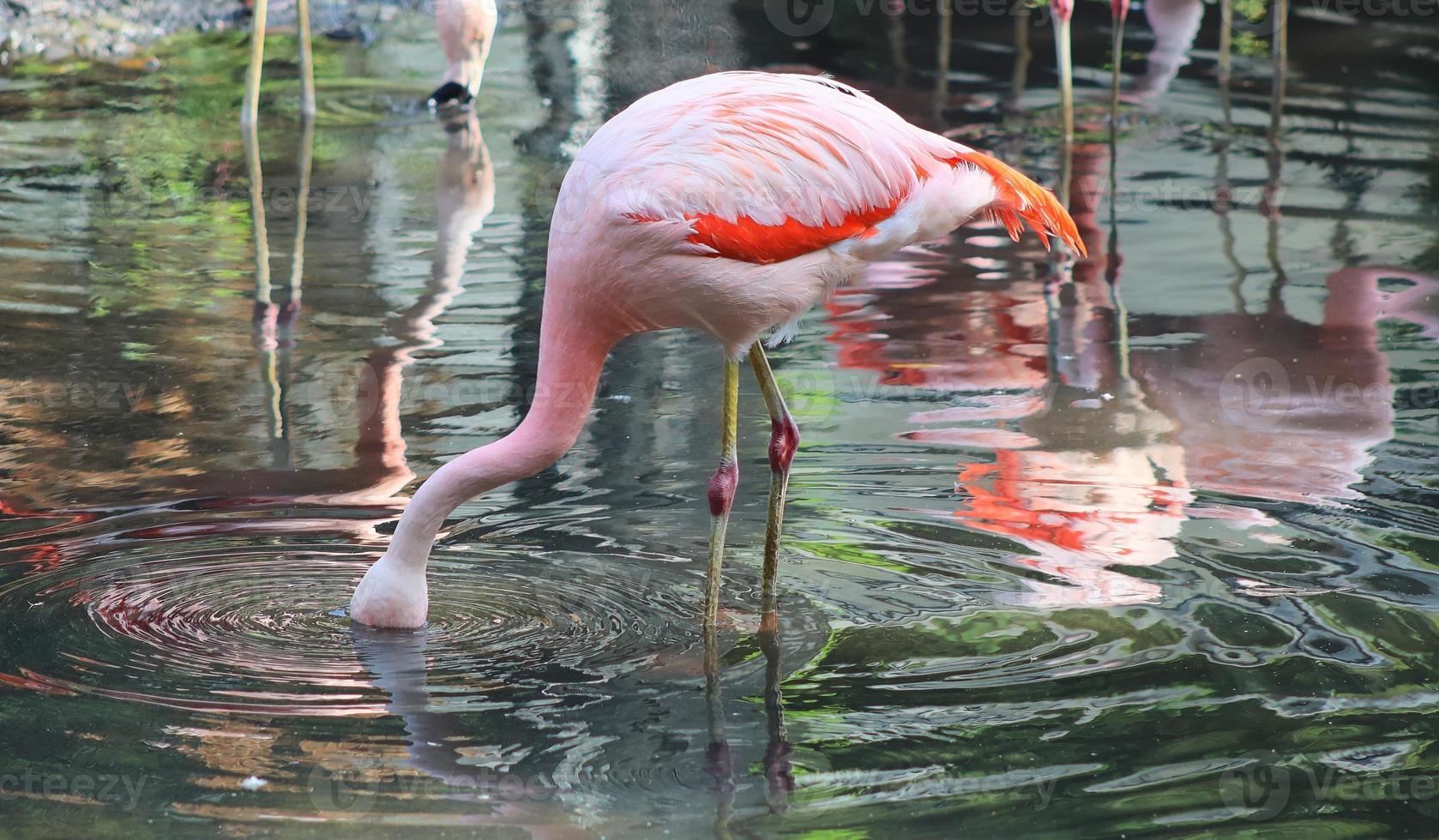 oiseau flamant rose coloré dans une vue rapprochée sur une journée d'été ensoleillée photo