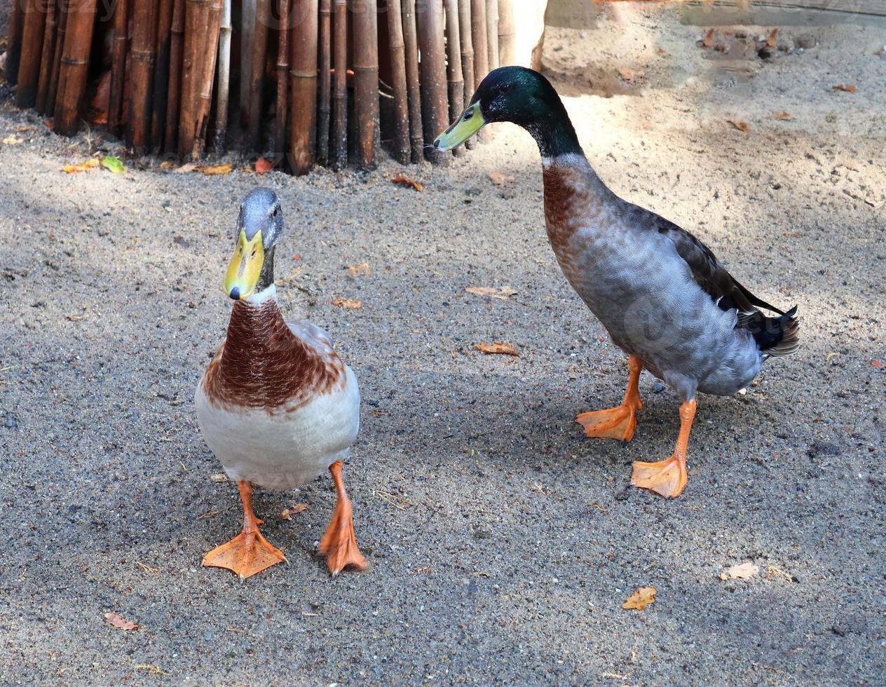 de beaux canards qui courent dans un environnement rural verdoyant photo