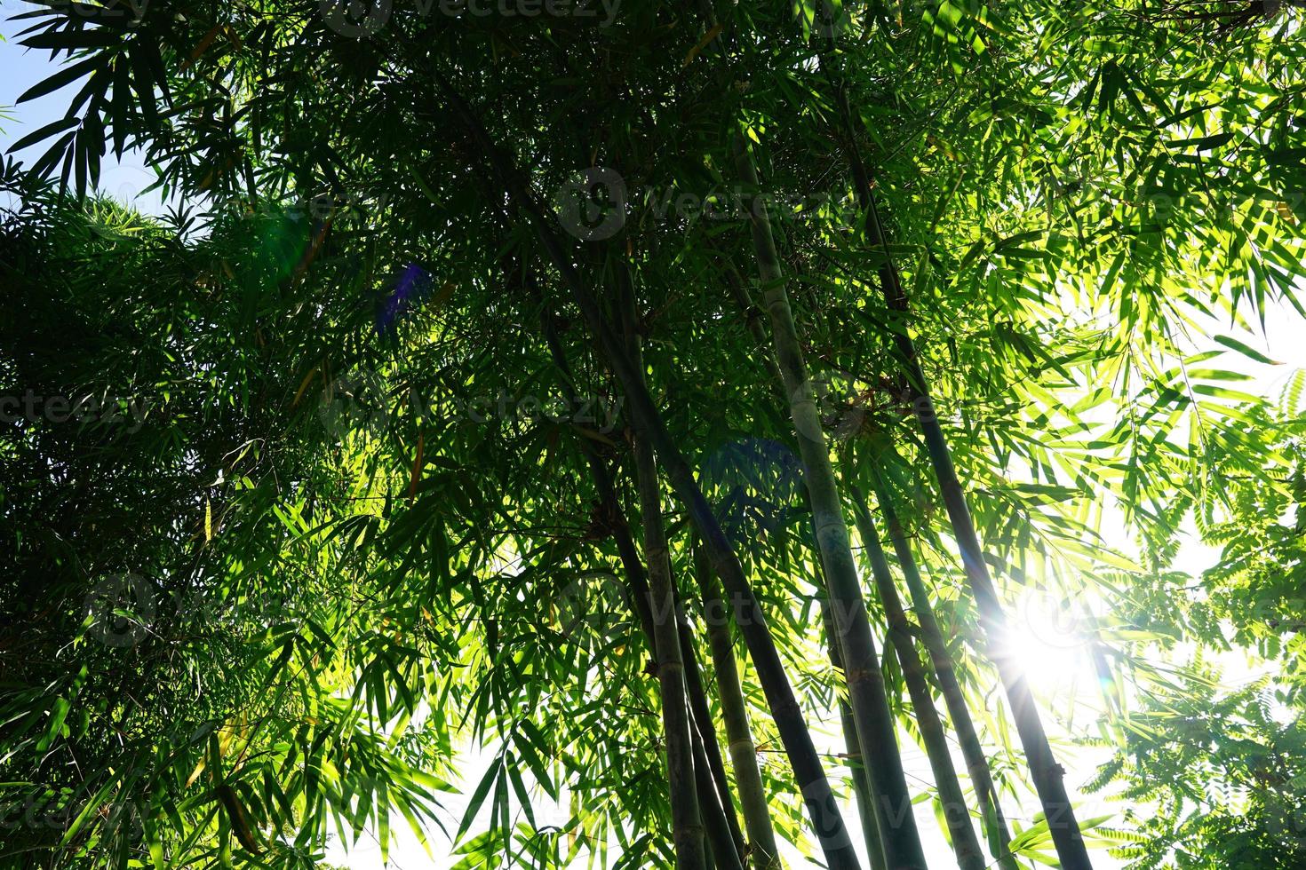 motif de silhouette en bambou et ombrage, soleil à travers de la feuille de bambou au sol. photo