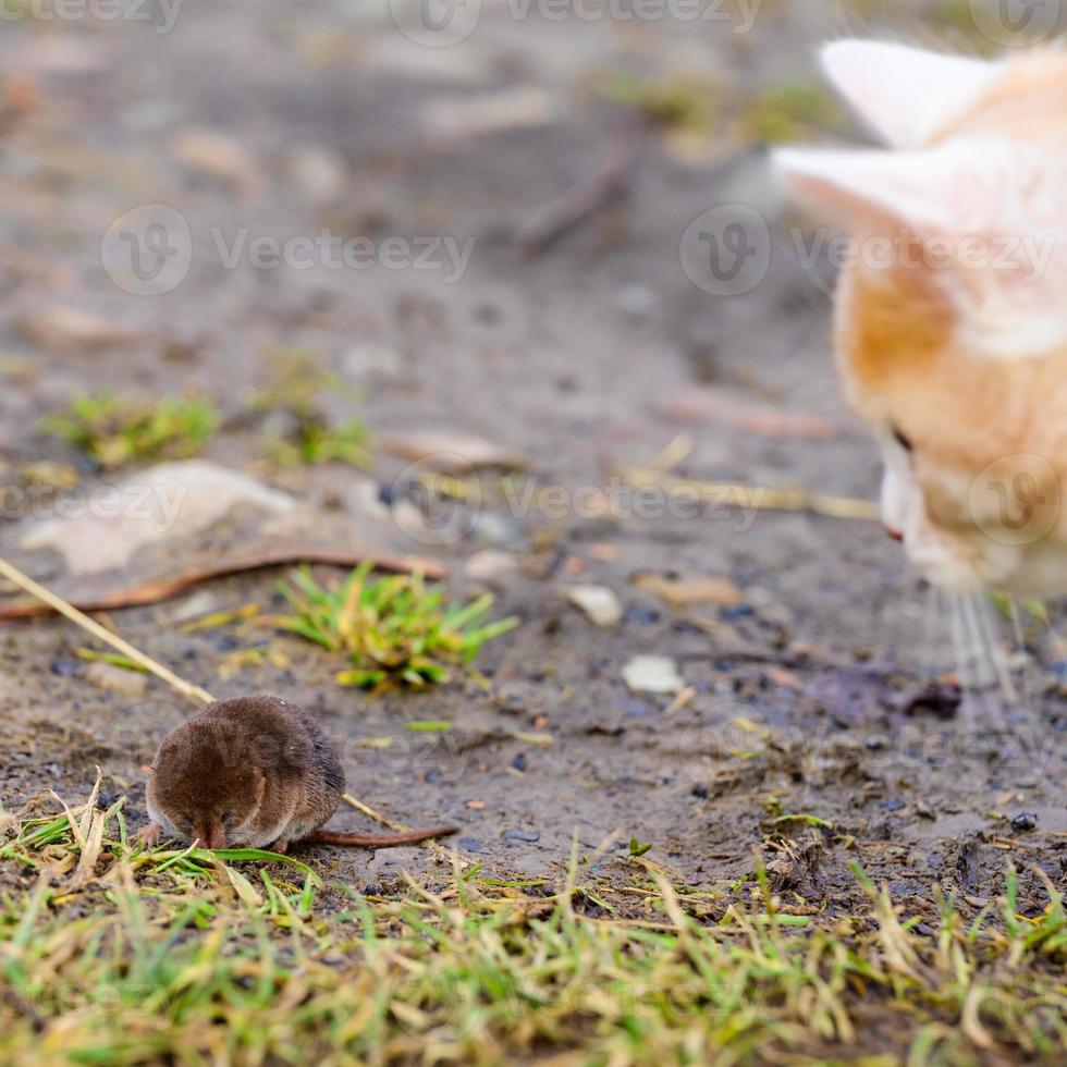 un prédateur rouge affamé joue avec une taupe, un chat a attrapé une taupe. photo