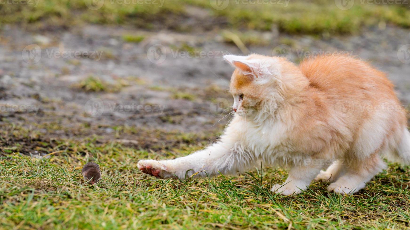 après la chasse, un chat joue avec sa proie, un chat et une taupe dans la nature. photo