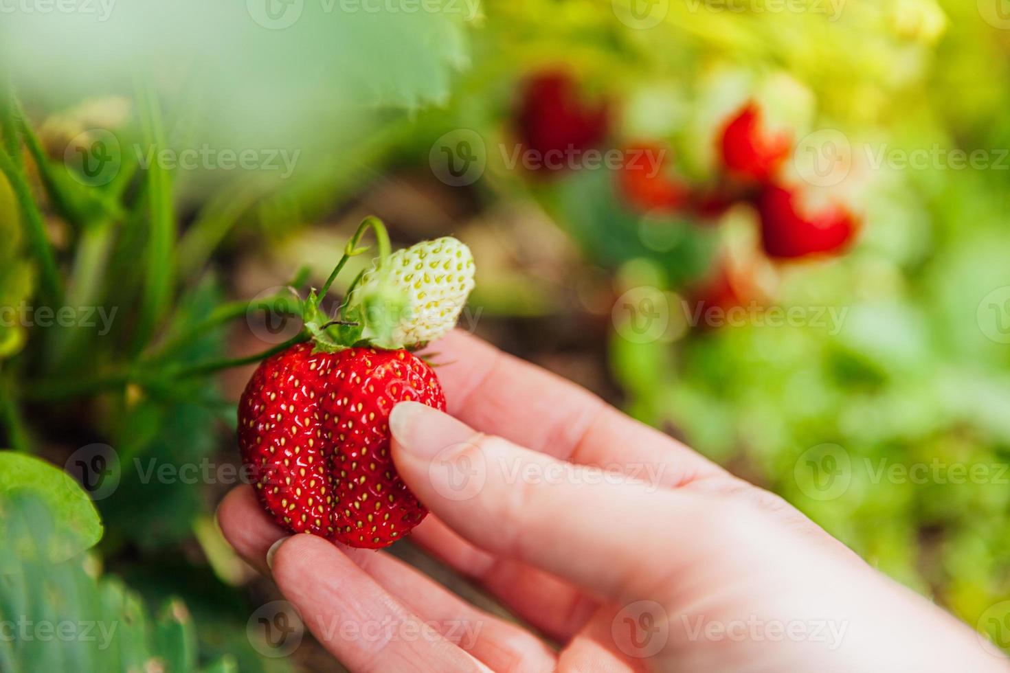 concept de jardinage et d'agriculture. ouvrière agricole féminine récoltant à la main des fraises biologiques mûres fraîches rouges dans le jardin. production d'aliments végétariens végétaliens cultivés à la maison. femme cueillant des fraises dans le champ. photo