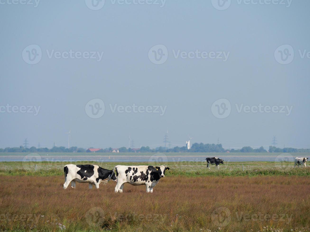 le village de ditzum au bord de la rivière ems photo