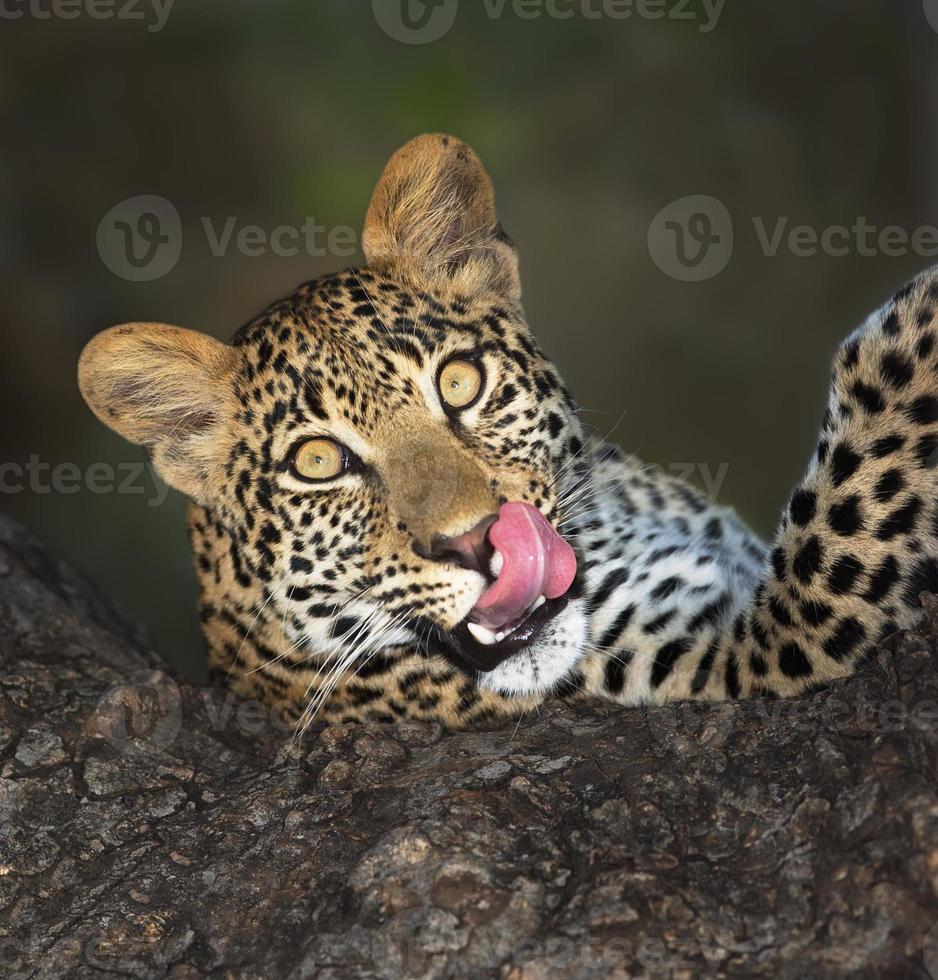 léopard dans l'arbre photo