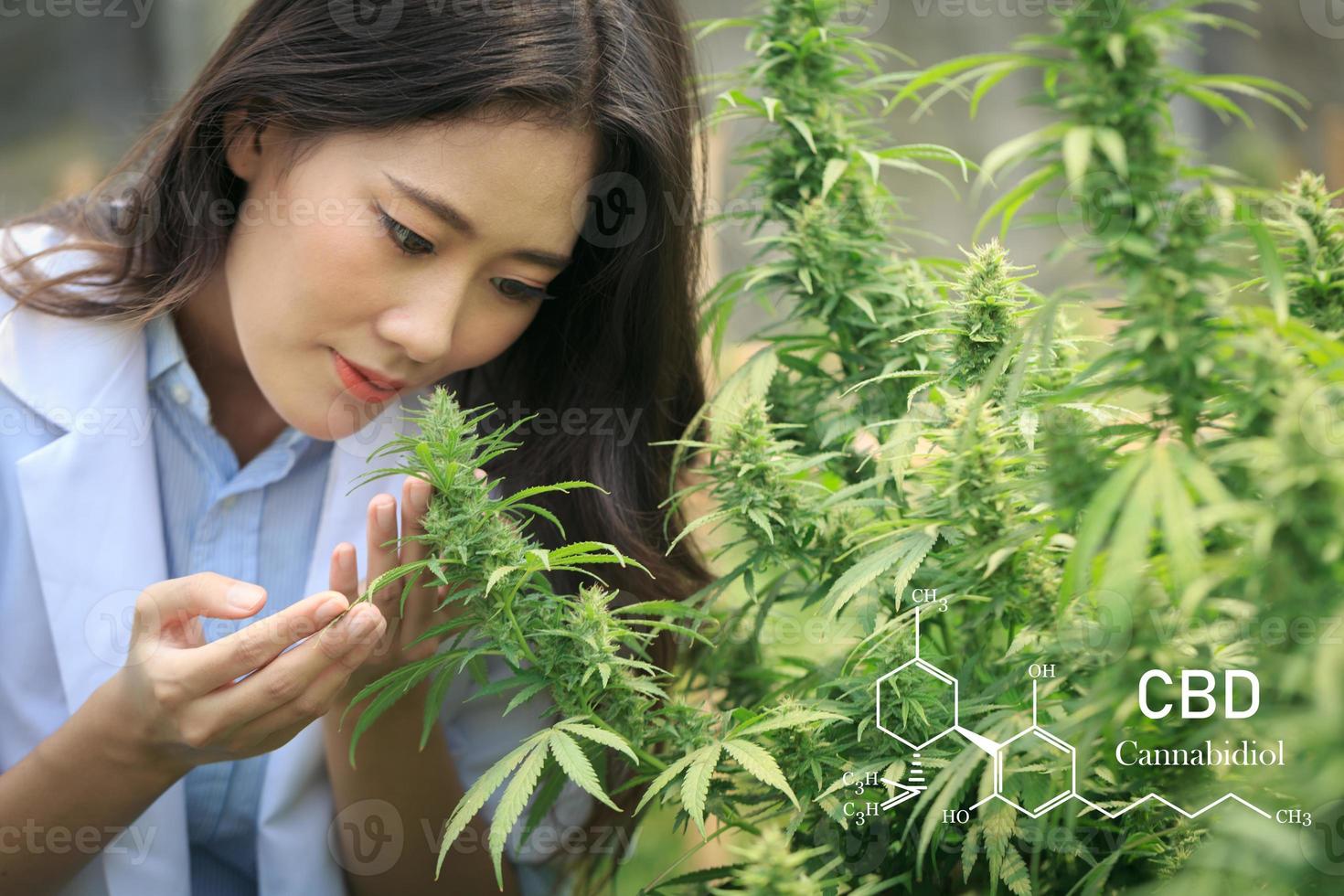 chercheurs travaillant dans un champ de chanvre, ils vérifient les plantes. cannabinoïdes dans les éléments de la marijuana cbd. photo