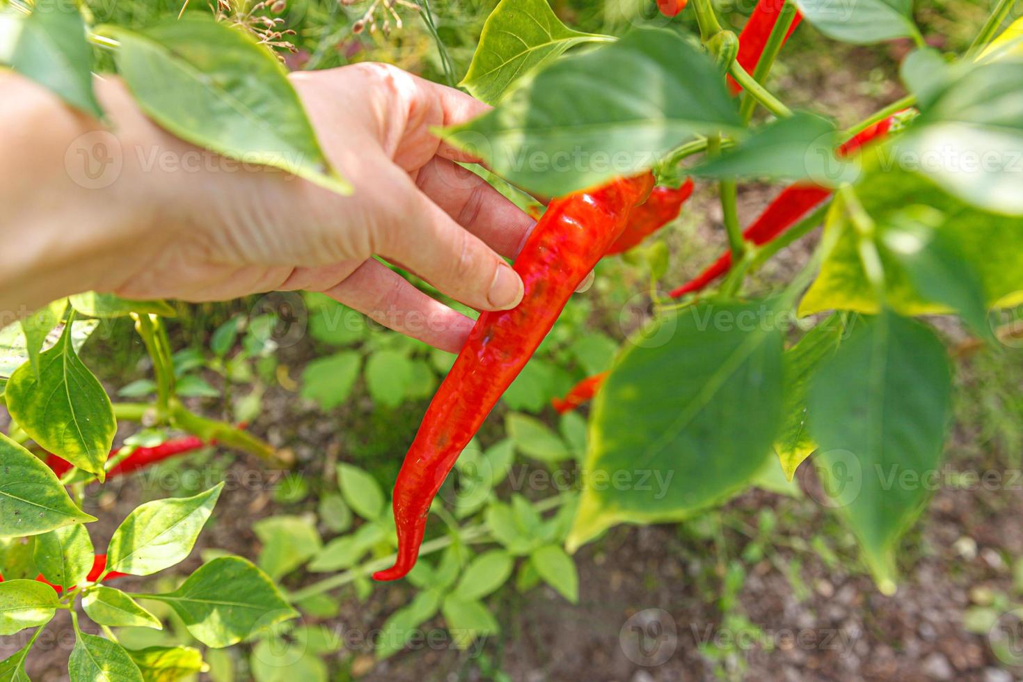 jardinage, concept d'agriculture. ouvrière agricole féminine récoltant à la main du piment rouge biologique mûr frais dans le jardin. production d'aliments végétariens végétaliens cultivés à la maison. femme cueillant du poivre de cayenne épicé chaud photo