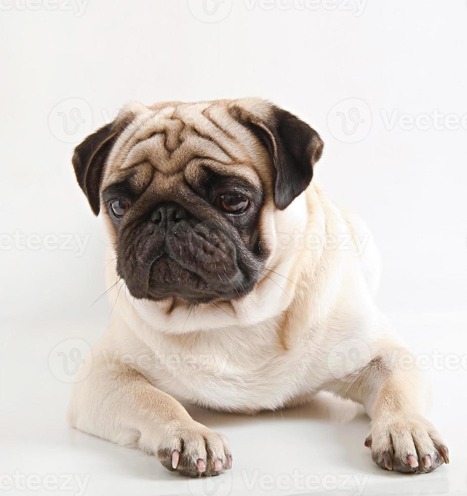 chien carlin isolé sur fond blanc photo