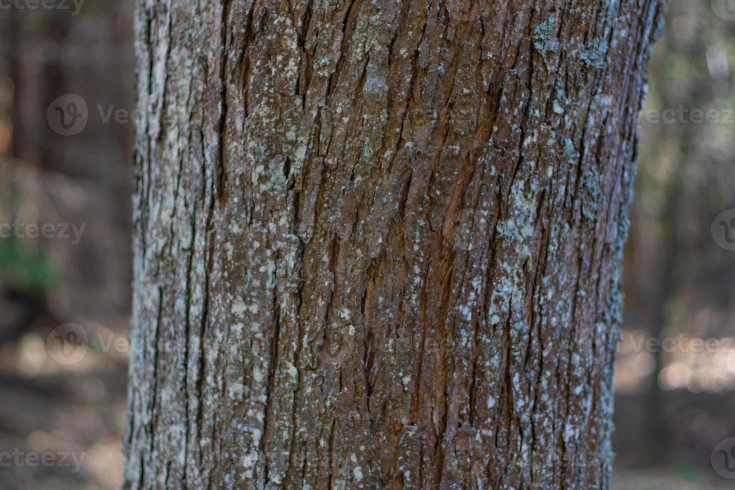 tronc d'arbre gros plan sur fond flou photo