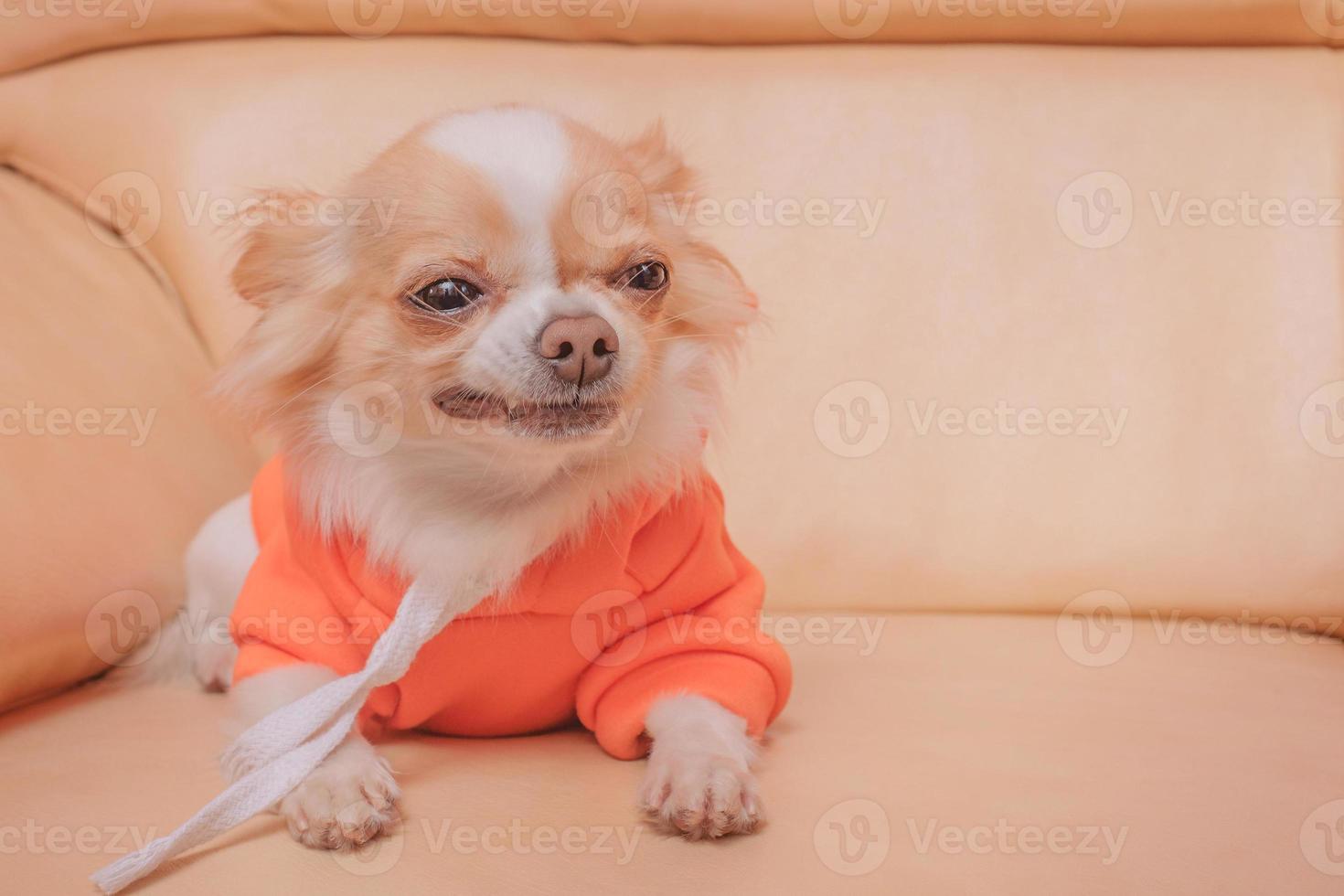 chien chihuahua dans un sweat à capuche orange sur un canapé en cuir beige. animal de compagnie. photo