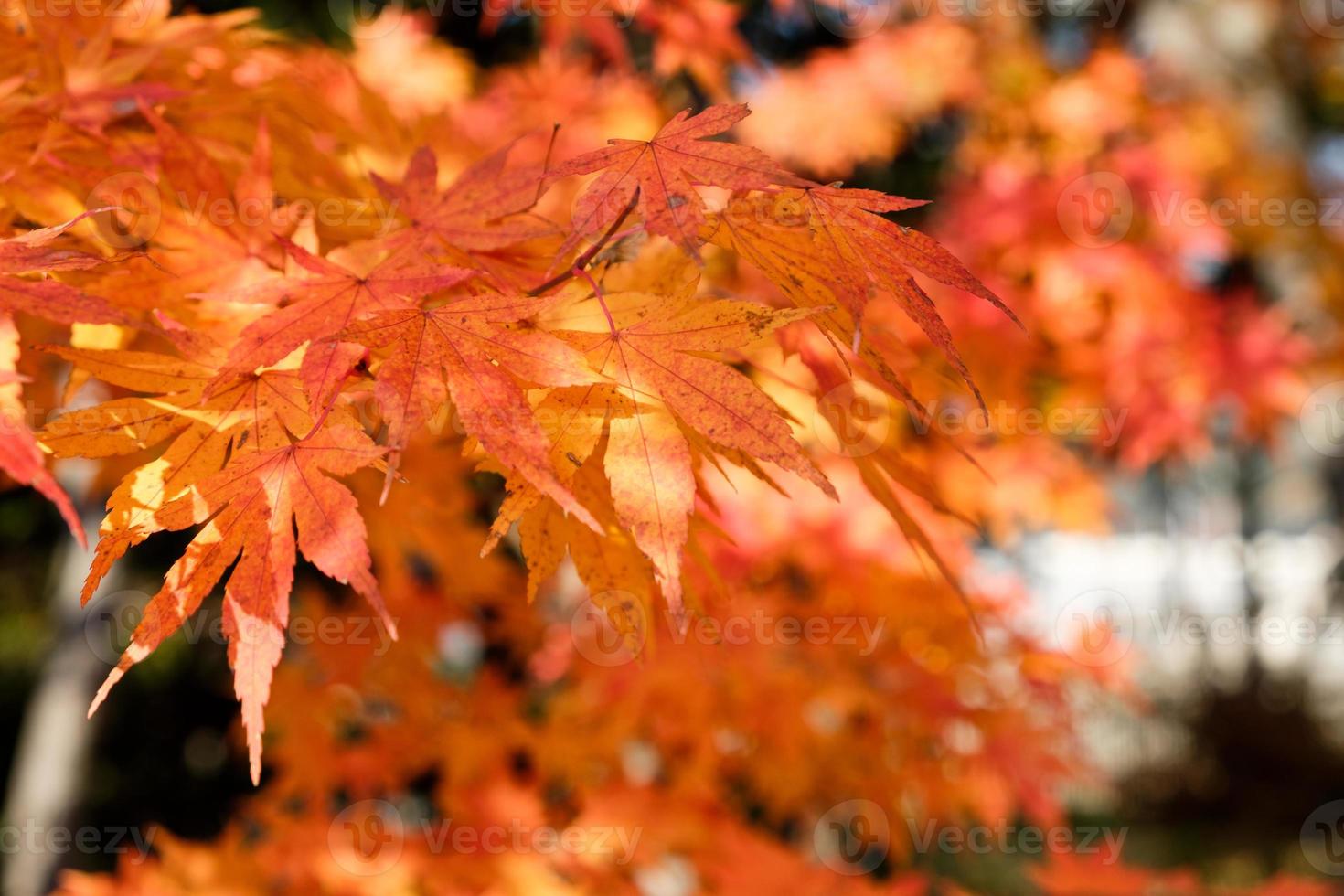 feuilles d'érable orange dans le jardin d'automne photo