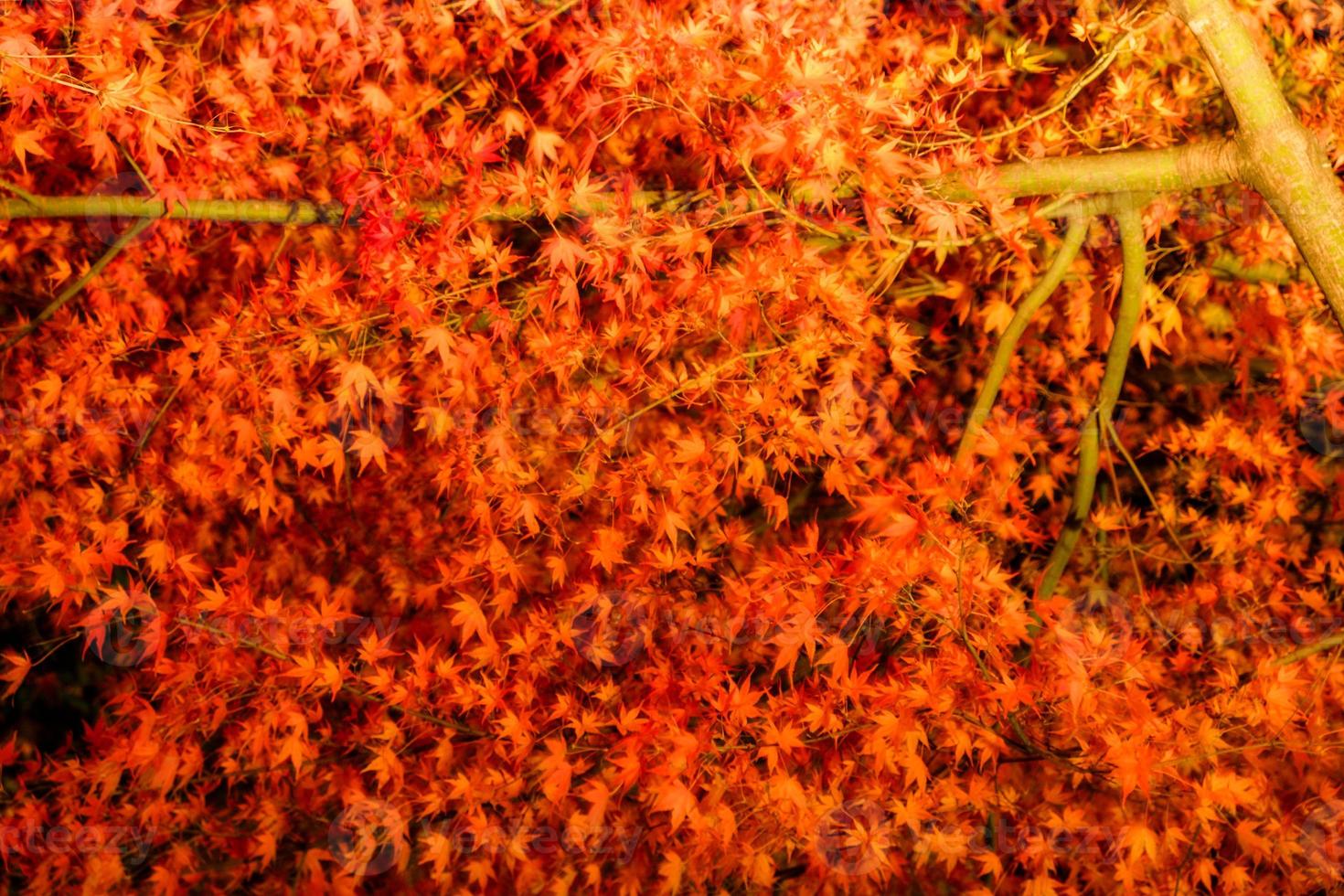 Bel arbre d'érable rouge flou avec lumière illuminée photo