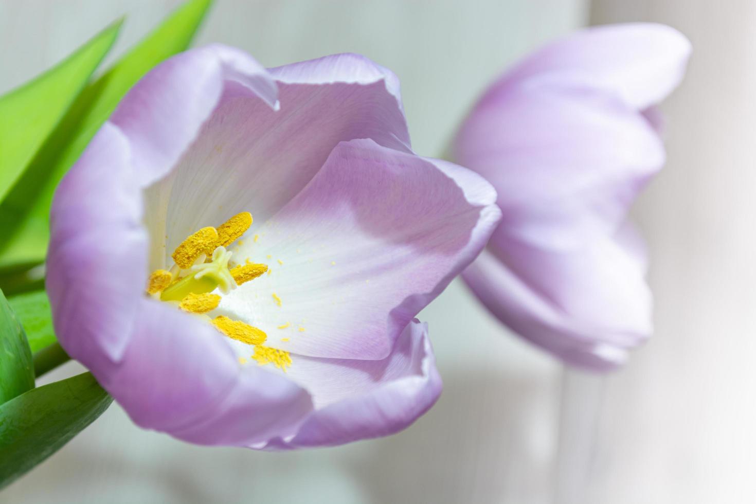 tulipes violettes sur un arrière-plan flou clair. photo