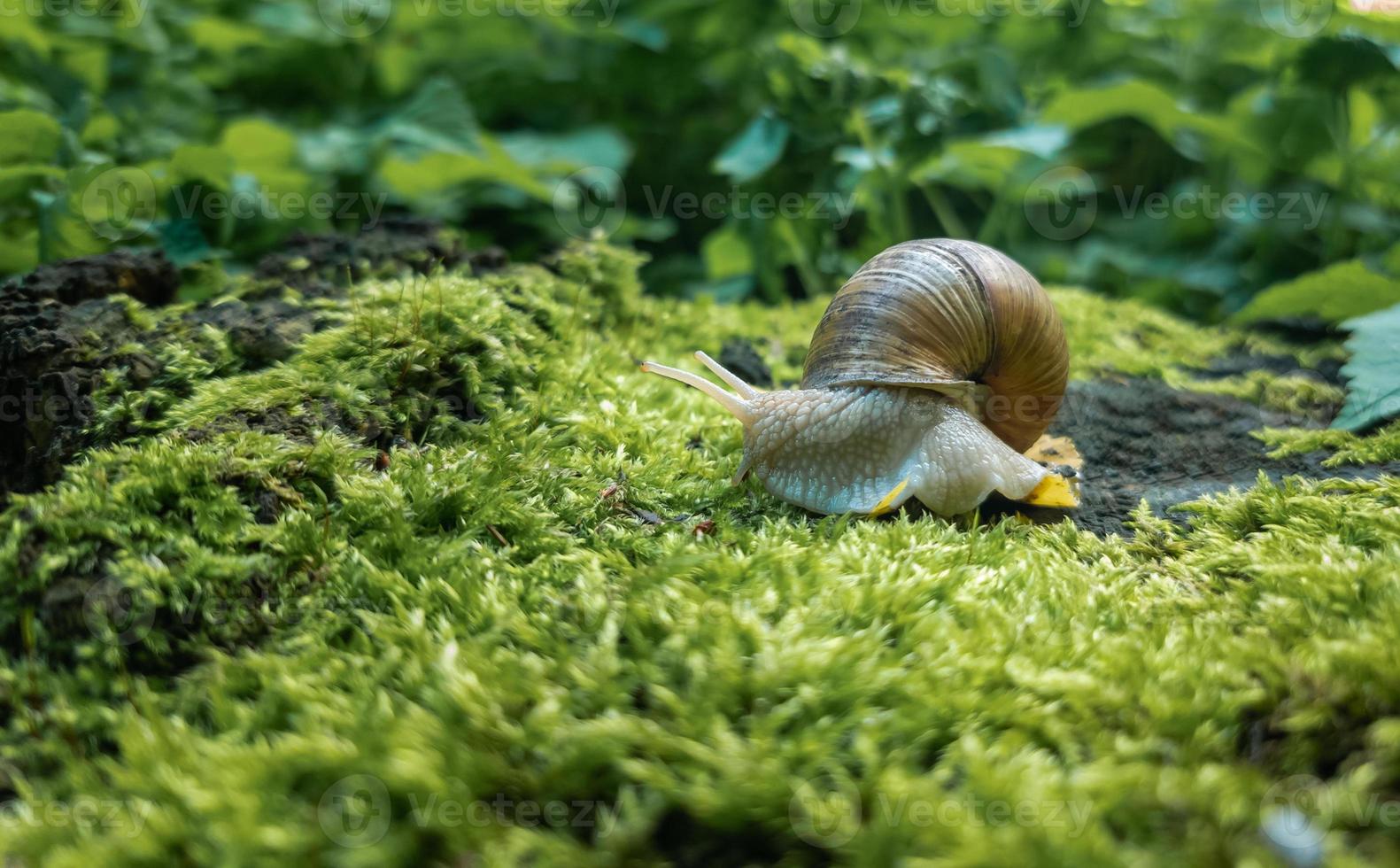 gros plan d'escargot de forêt sur la mousse verte. mollusque. photo