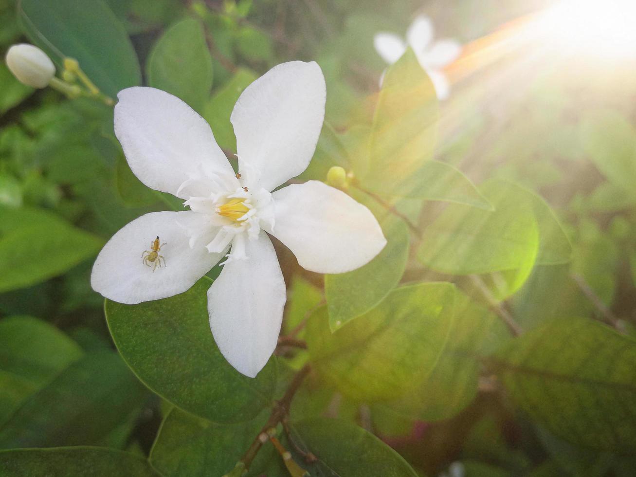 rayons de soleil le matin avec des fleurs blanches dans le jardin photo
