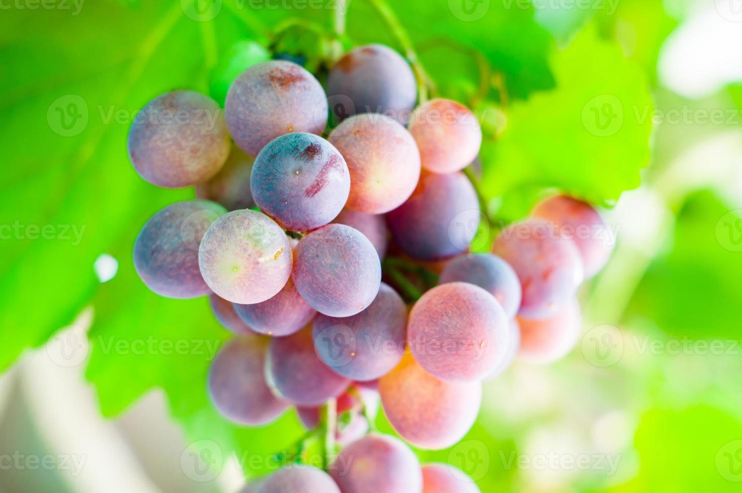 les raisins photo